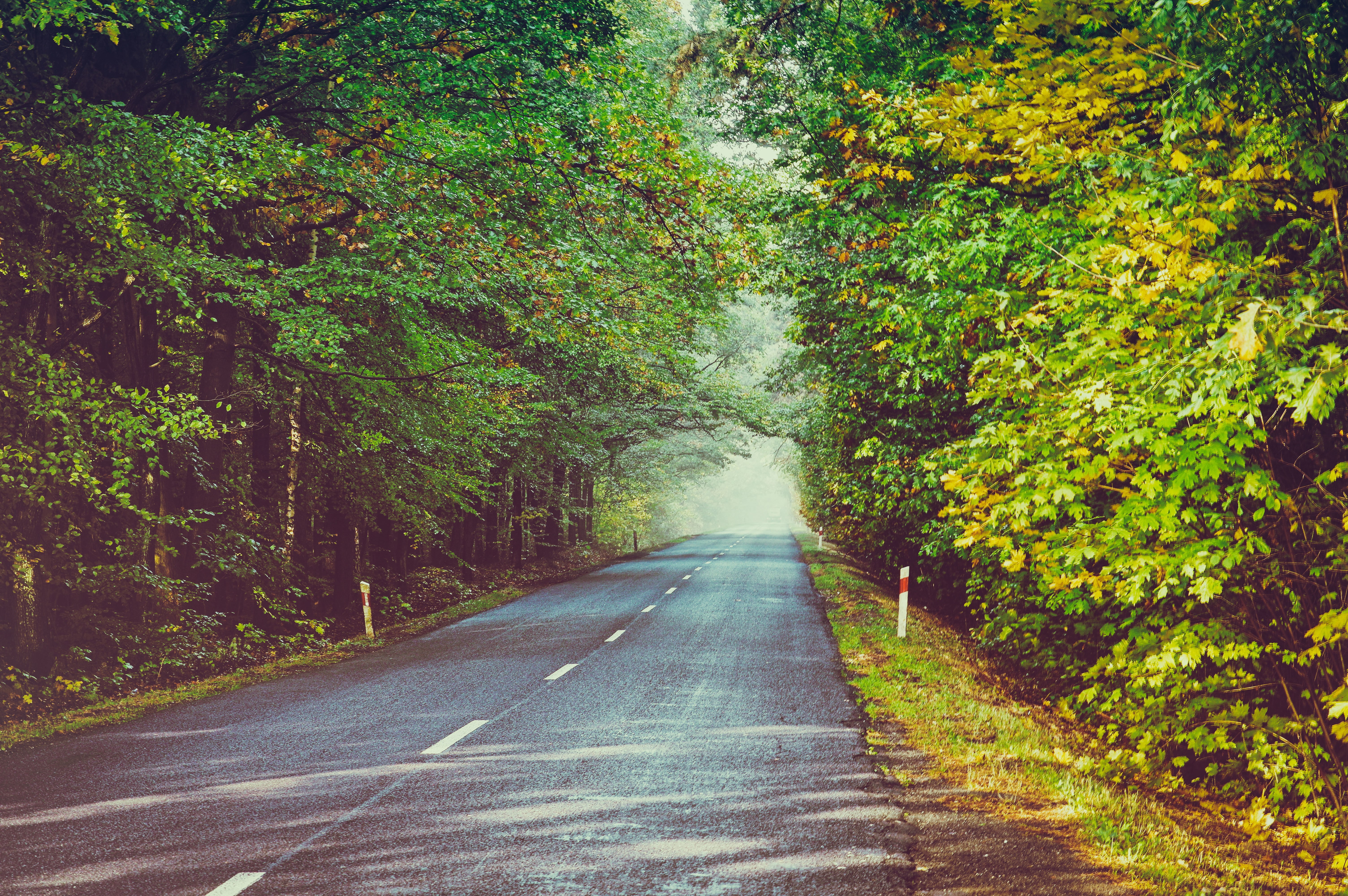 the way forward, forest, road, day, transportation, sign, diminishing perspective, dividing line, nature, street, symbol, marking, trees, long, empty road, HD Wallpaper