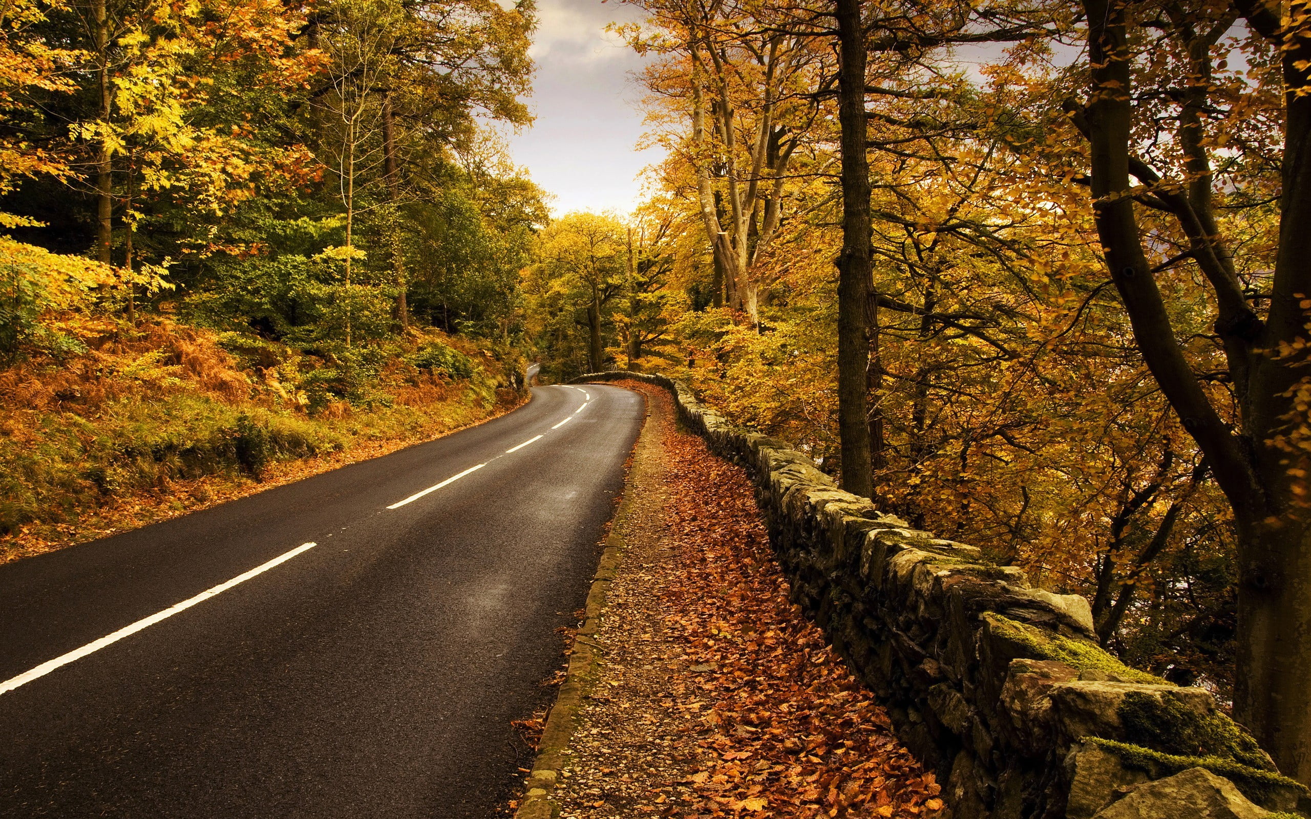 plant, the way forward, nature, no people, diminishing perspective, non-urban scene, scenics - nature, forest, direction, beauty in nature, 2K, tree, road, HD Wallpaper