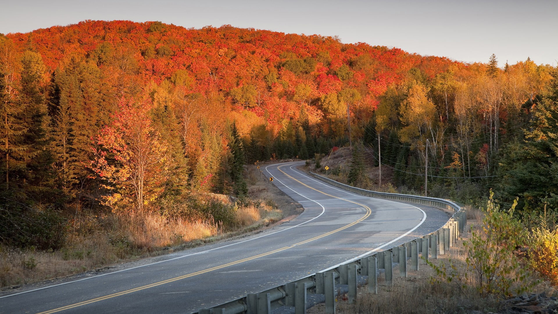 landscape, leafed, forest, the way forward, tree, beauty in nature, road marking, country, curve, direction, sign, autumn, orange, transportation, road, HD Wallpaper