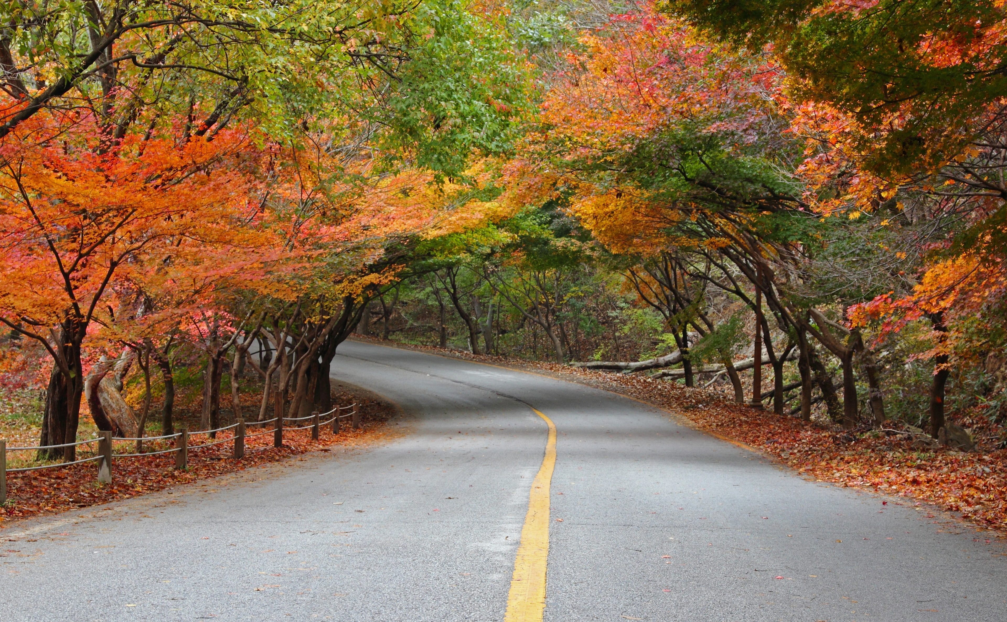 jeollabukdo, Asia, outdoors, marking, tranquil scene, National, nature, transportation, national park, southkorea, road, long, road marking, Park, the way forward, HD Wallpaper