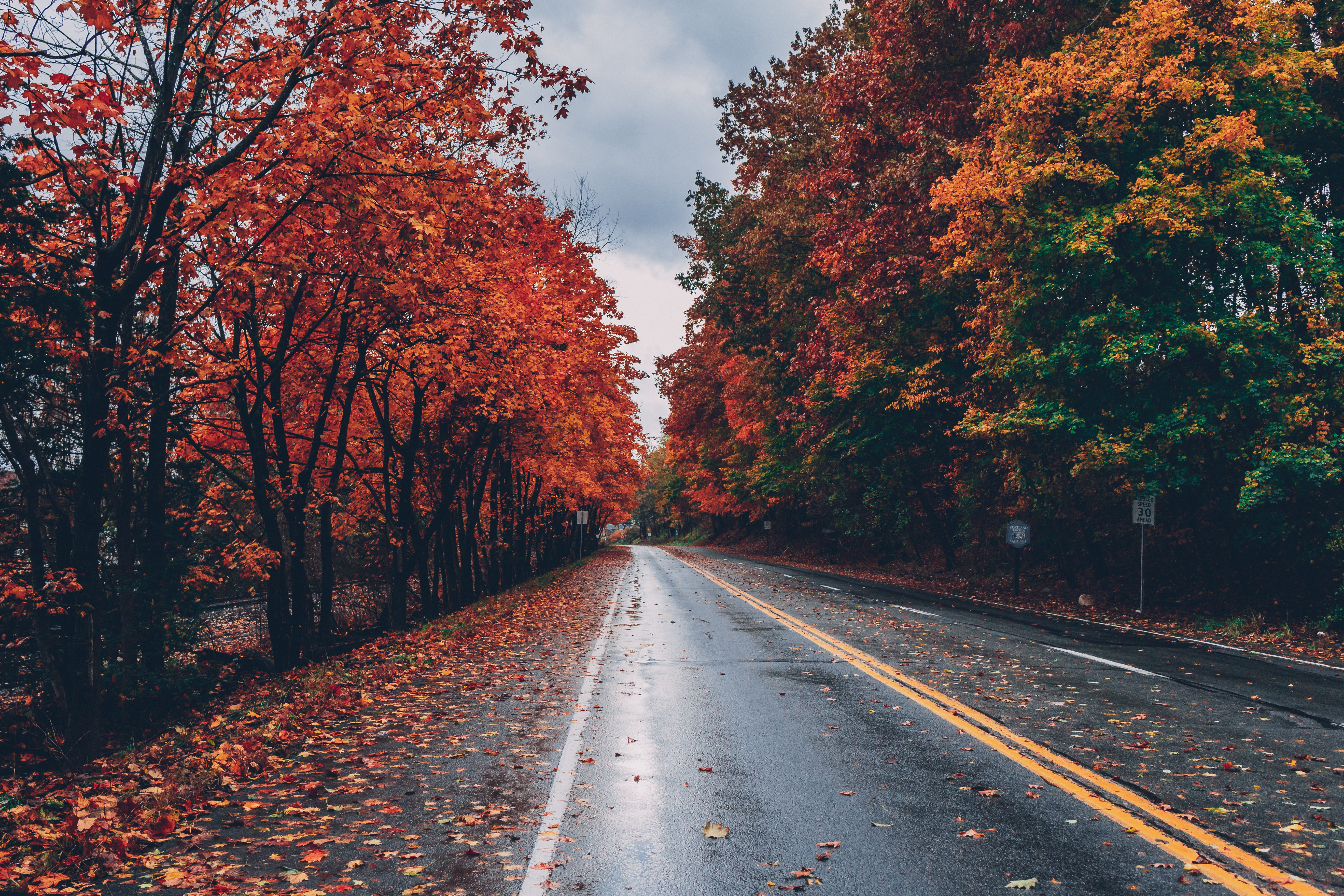 transportation, change, vanishing point, direction, leaves, nature, trees, marking, tranquility, leaf, the way forward, autumn leaves, HD, HD Wallpaper