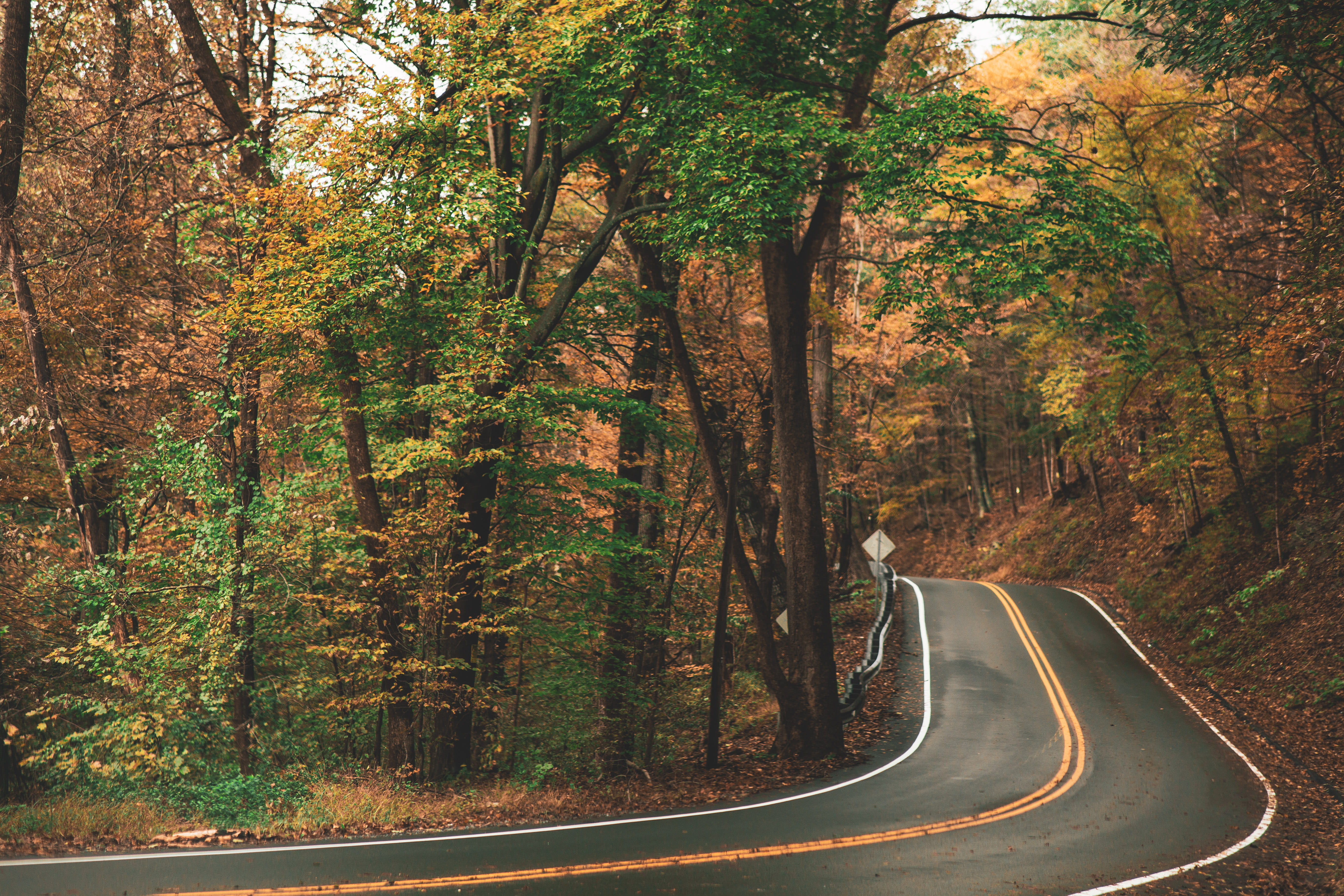 no people, blurred background, tree, beauty in nature, forest, gray, journey, sign, travel, foliage, roadway, land, beside, fallen leaves, scenic, autumn, HD Wallpaper