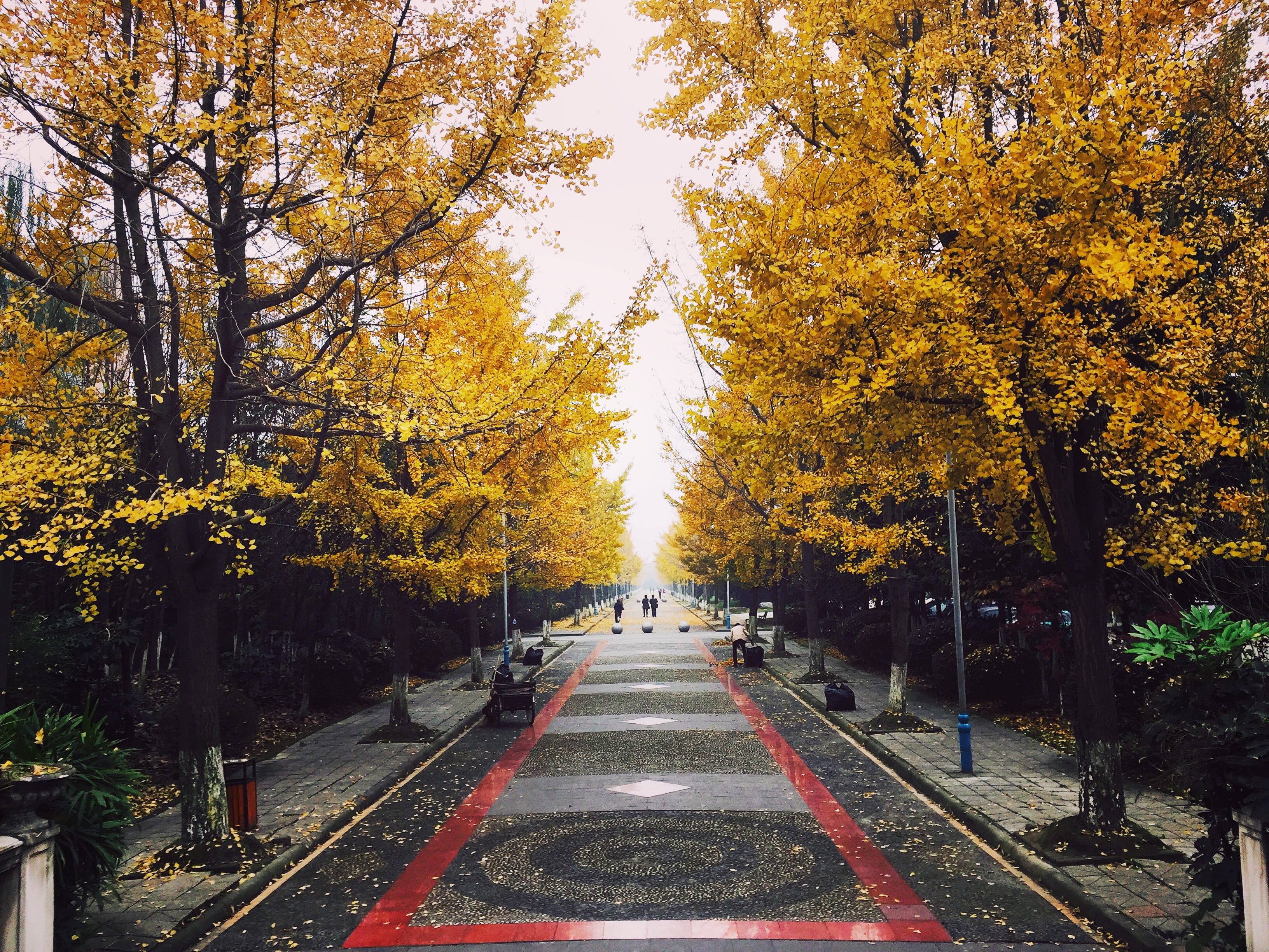 china, beauty in nature, diminishing perspective, the way forward, tree, outdoors, road, nature, plant, chengdu, road marking, 2K, no people, autumn, autumn collection, HD Wallpaper