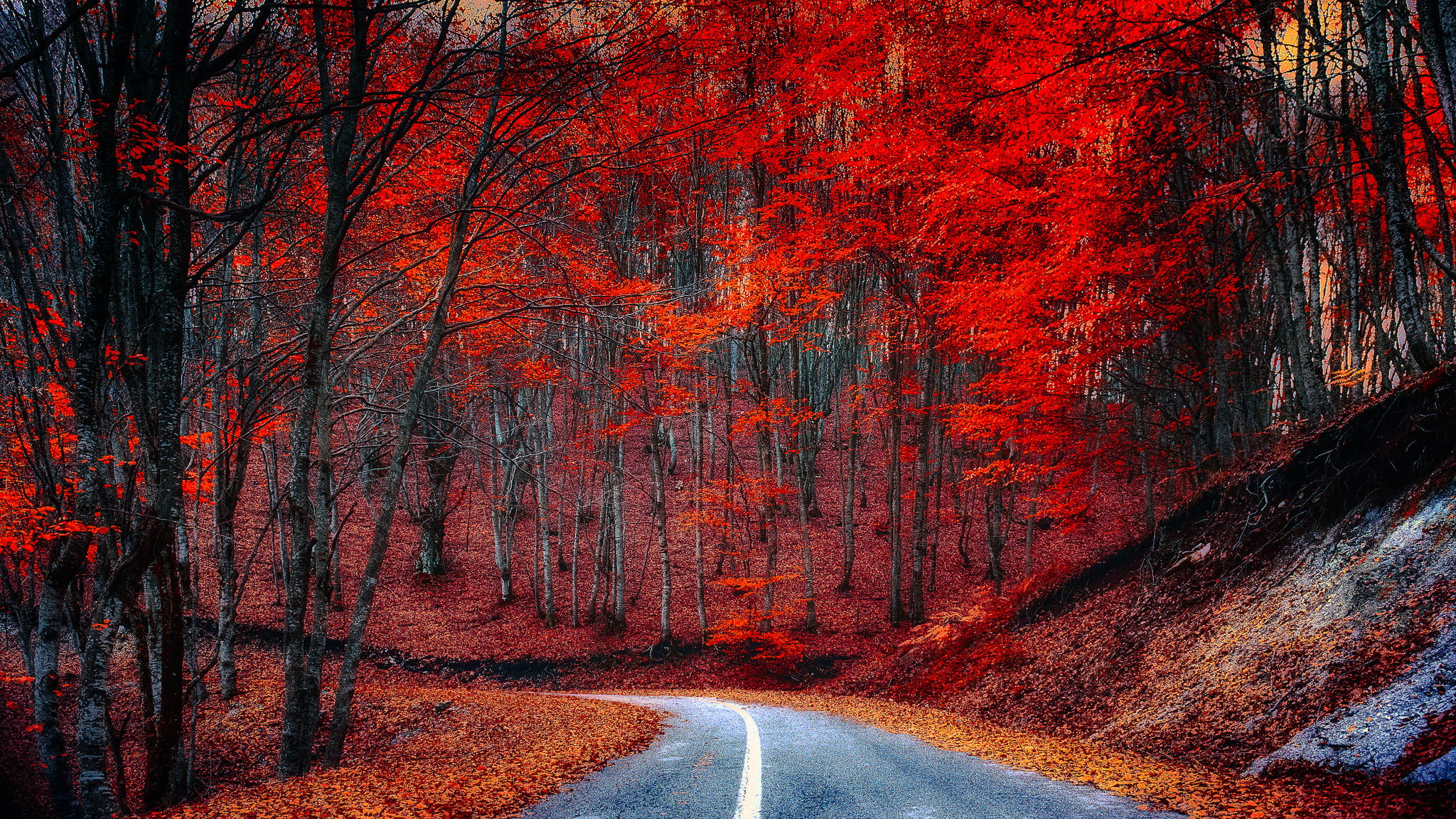 transportation, the way forward, orange color, red, dividing line, symbol, lot, the crimson, nature, beauty in nature, direction, change, sign, tree, marking, HD Wallpaper