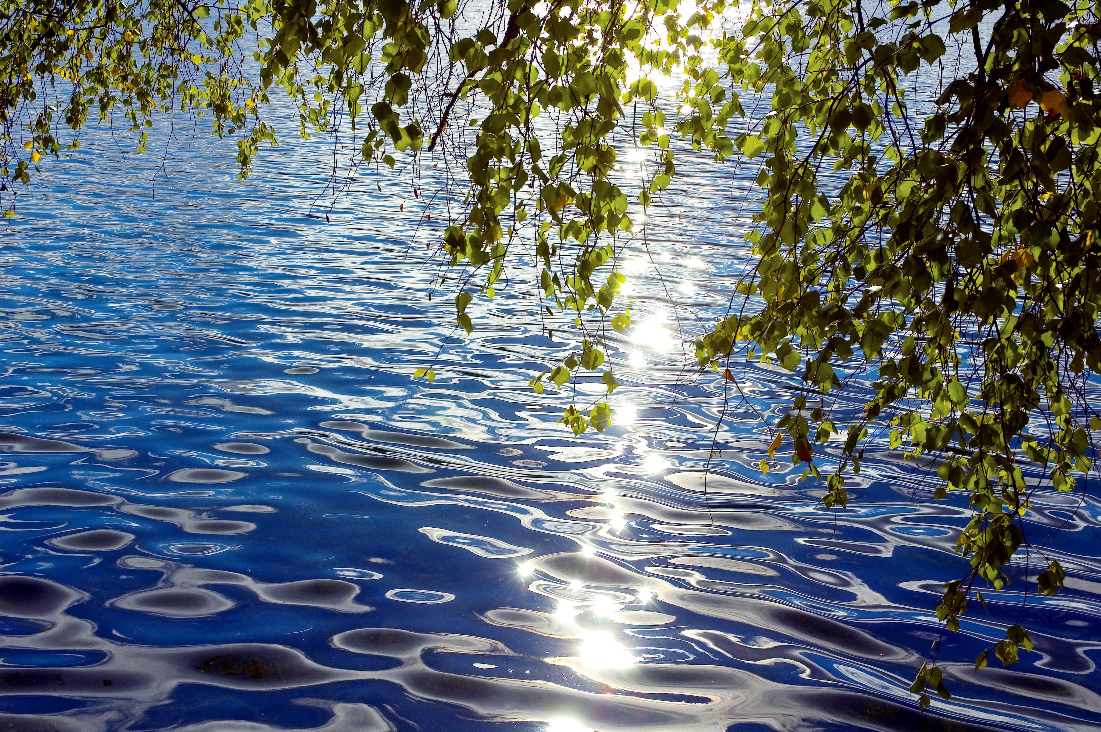 reflections, water, bent, 2K, ripples, sunny, twigs, leaves, bent over the water, HD Wallpaper