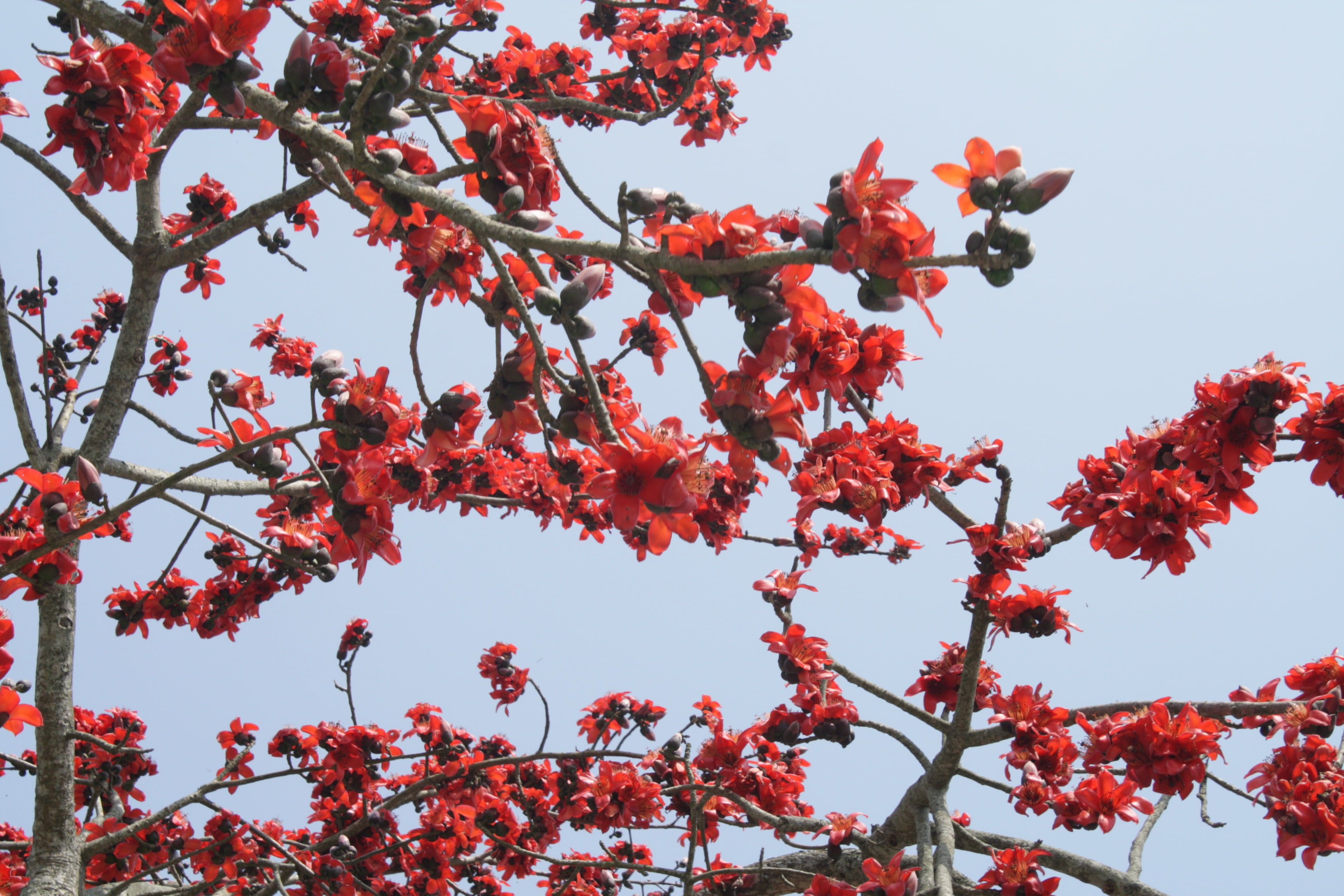 freshness, bloom, low angle view, flowering plant, plant part, outdoors, orange, bombax ceiba, day, beauty in nature, dhaka, tree, sky, red, autumn, flower, HD Wallpaper