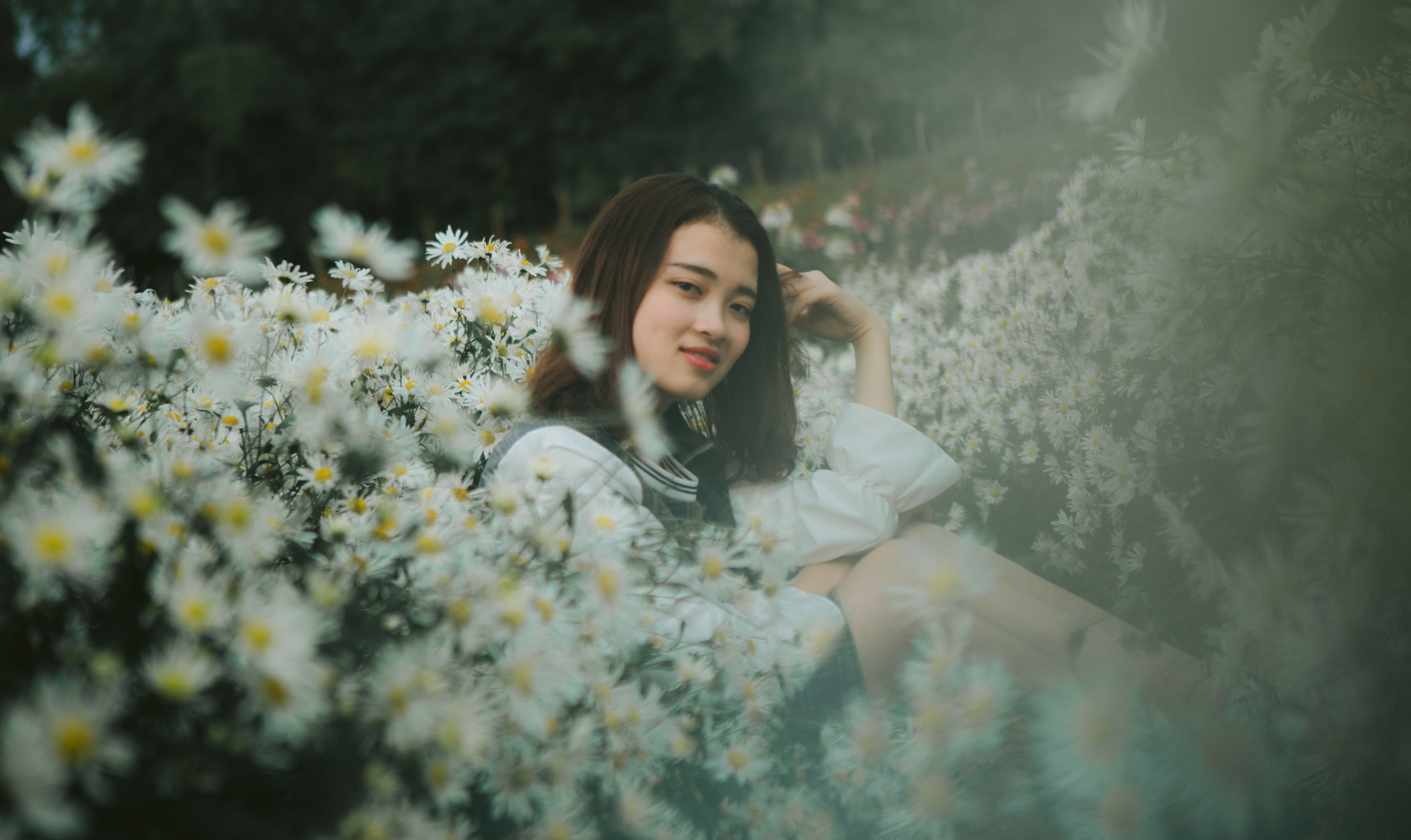 plant, warm clothing, petal, ho tay, blossom, daisies, flowering plant, hair, person, clothing, one person, viet nam, women, contemplation, nature, 5K, HD Wallpaper