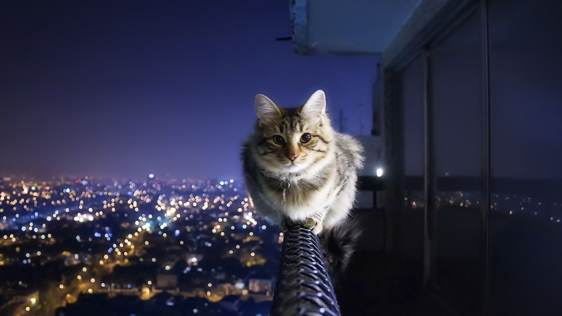 night, animals, balcony, cat, 1080P, HD Wallpaper
