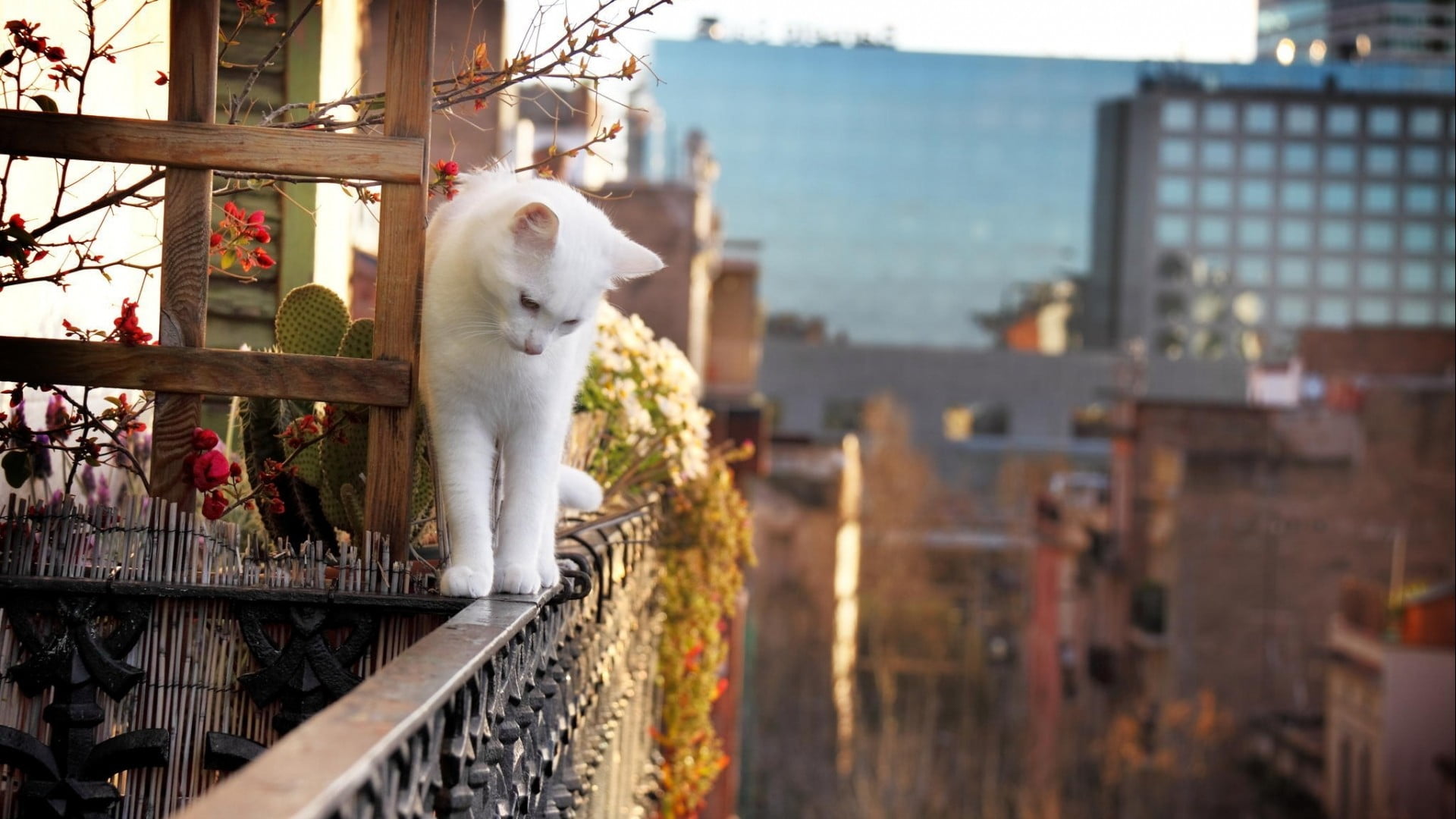 pets, no people, 1080P, built structure, domestic animals, one animal, mammal, looking, domestic, vertebrate, cat, architecture, plants, fur, domestic cat, HD Wallpaper