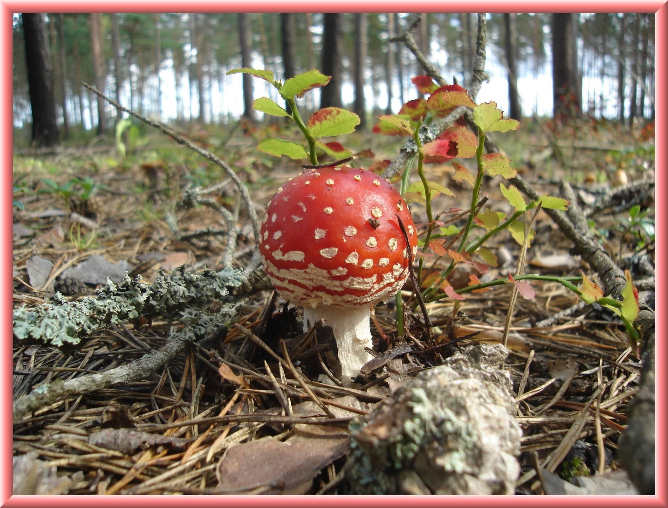 mets, red, 3d and abstract, white, seen, mushroom, 1080P, HD Wallpaper