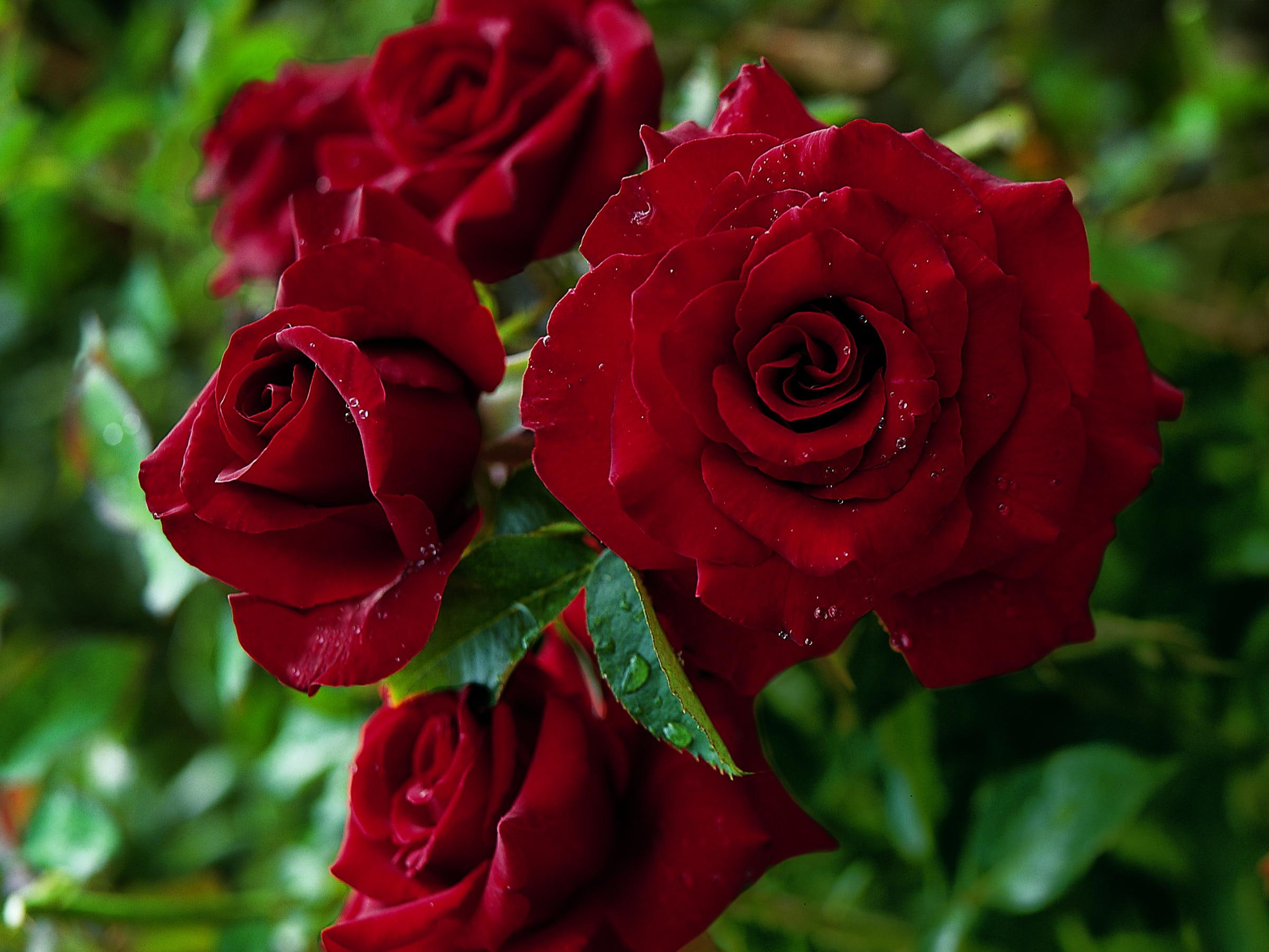 nature and landscapes, 1080P, black, flower, summertime, magic, rose, HD Wallpaper