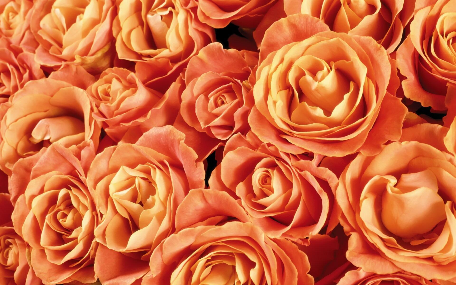orange, beauty, wonderful, beautiful bouquet, 1080P, roses, magic, 3d and abstract, flowers, orange roses, HD Wallpaper