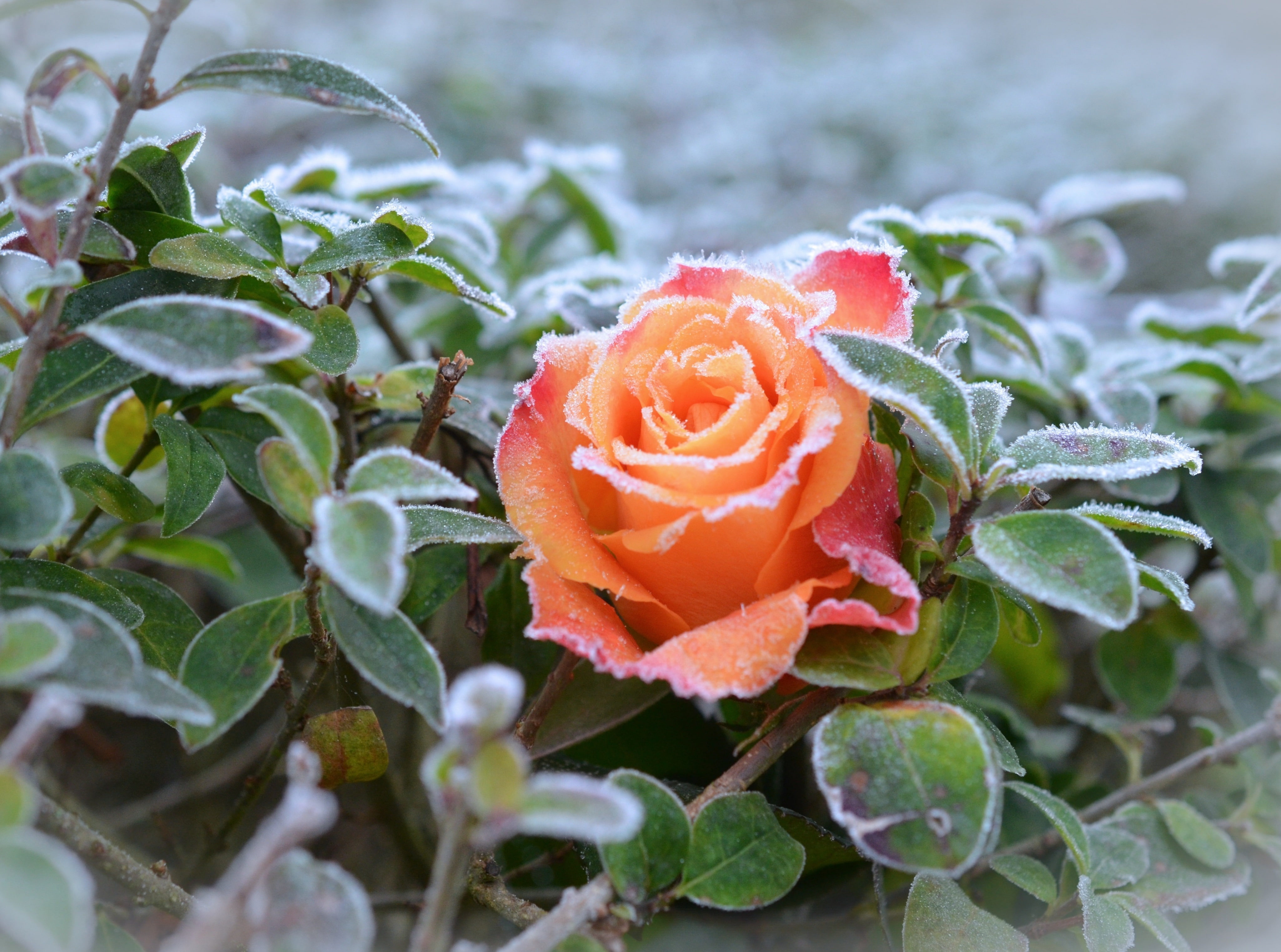 rose - flower, Cold, Winter, dew, flowering plant, Rose, Frost, Seasons, Flowers, Beauty, vulnerability, fragility, Frozen, leaf, no people, day, flower, HD Wallpaper
