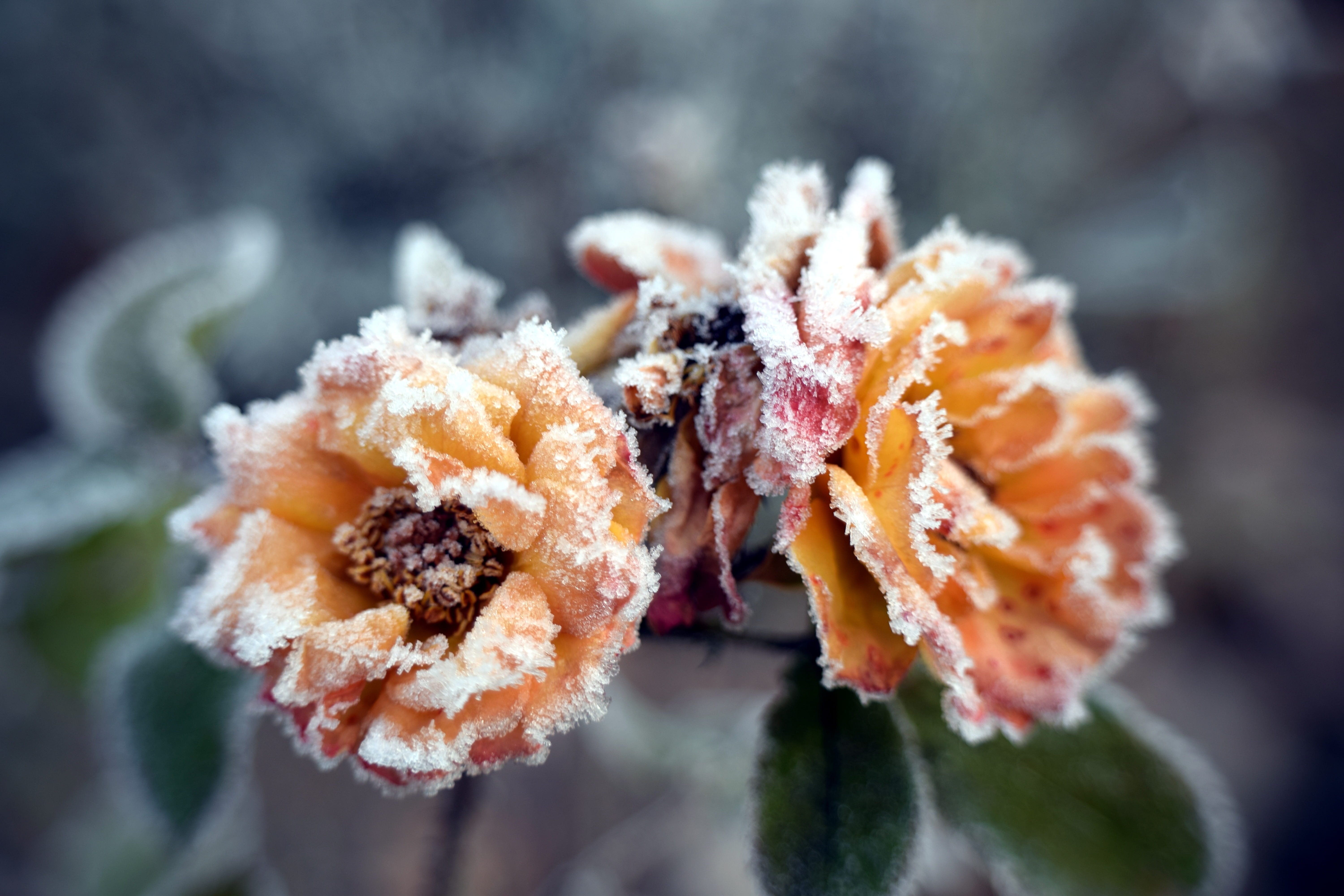 frozen, close-up, no people, hoarfrost, outdoors, winter, plant, ice, vulnerability, snow, frost, 5K, rose, focus on foreground, flower, growth, freshness, HD Wallpaper