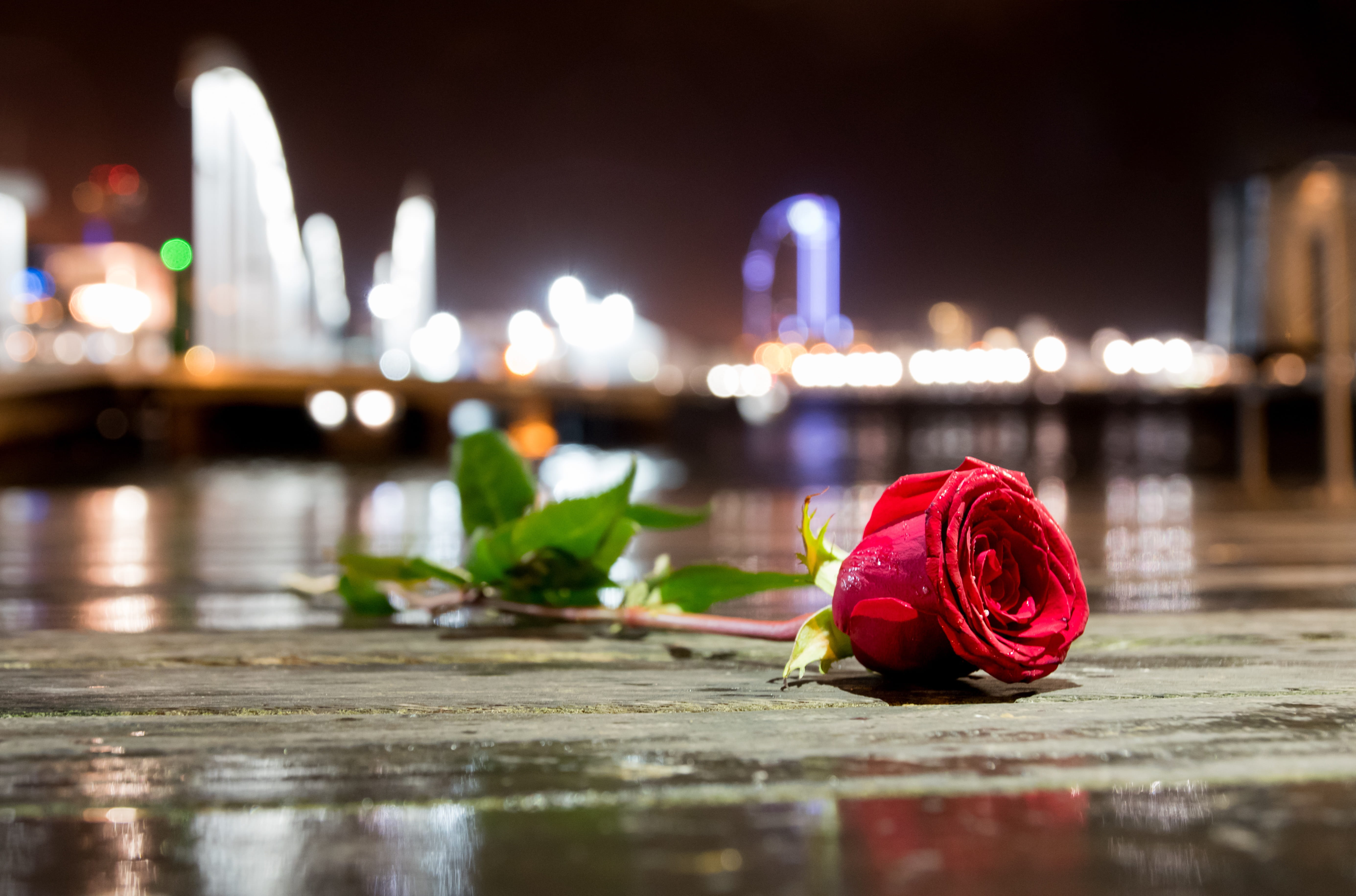 photo, rose, rain, nature, water, city, outdoors, close-up, architecture, magical, plant, night, beauty in nature, sant valentin, Sea, leaf, no people, HD Wallpaper