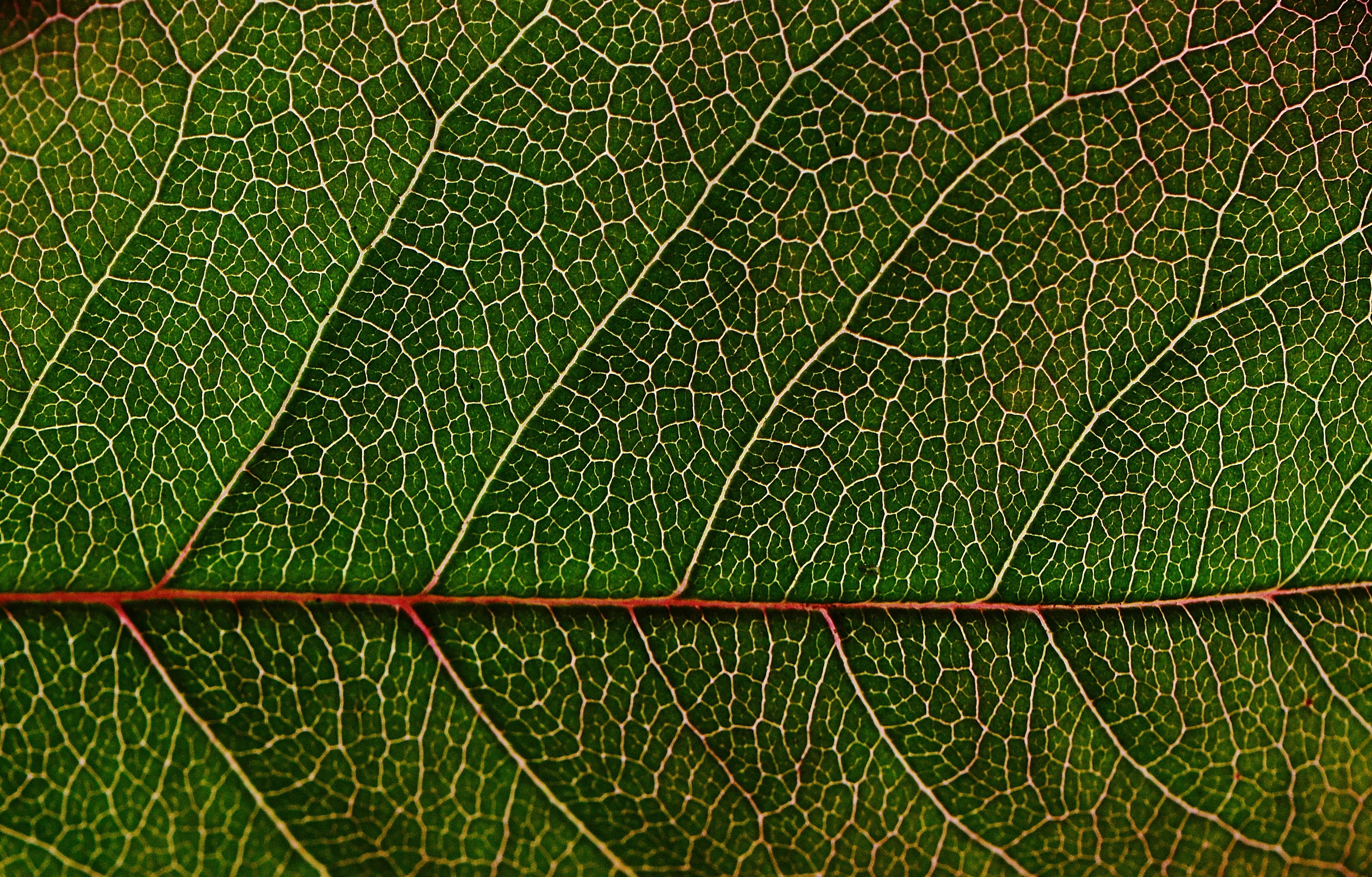environment, day, leaf vein, green color, green, full frame, macro, plant part, backgrounds, textured, leaf, no people, plant, flower, rose petals, close-up, HD Wallpaper