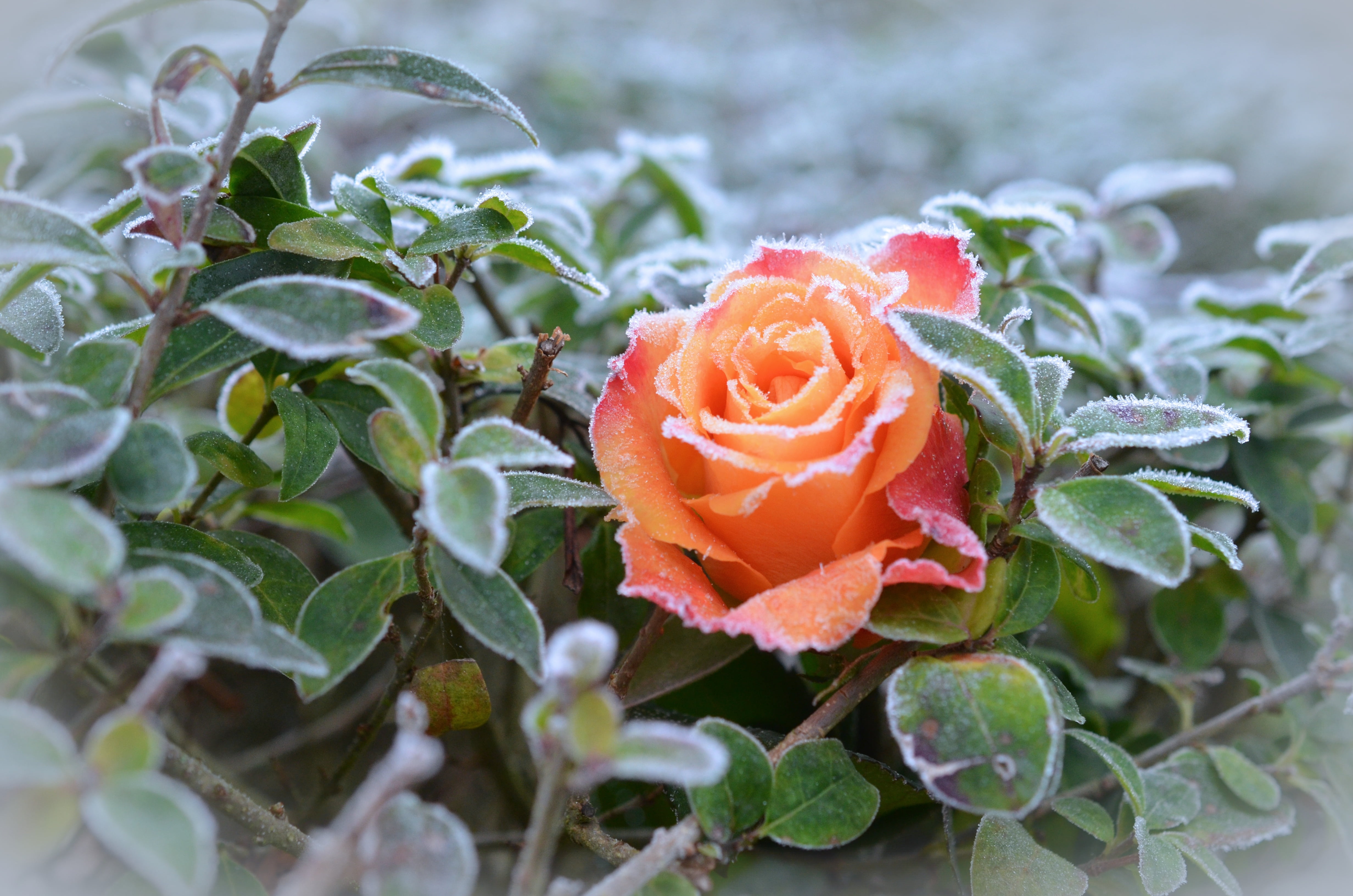 vulnerability, close-up, hoarfrost, frost, beauty in nature, flower head, cold, orange, icy, leaf, springtime, 4K, shallow, green color, red, winter, nature, HD Wallpaper