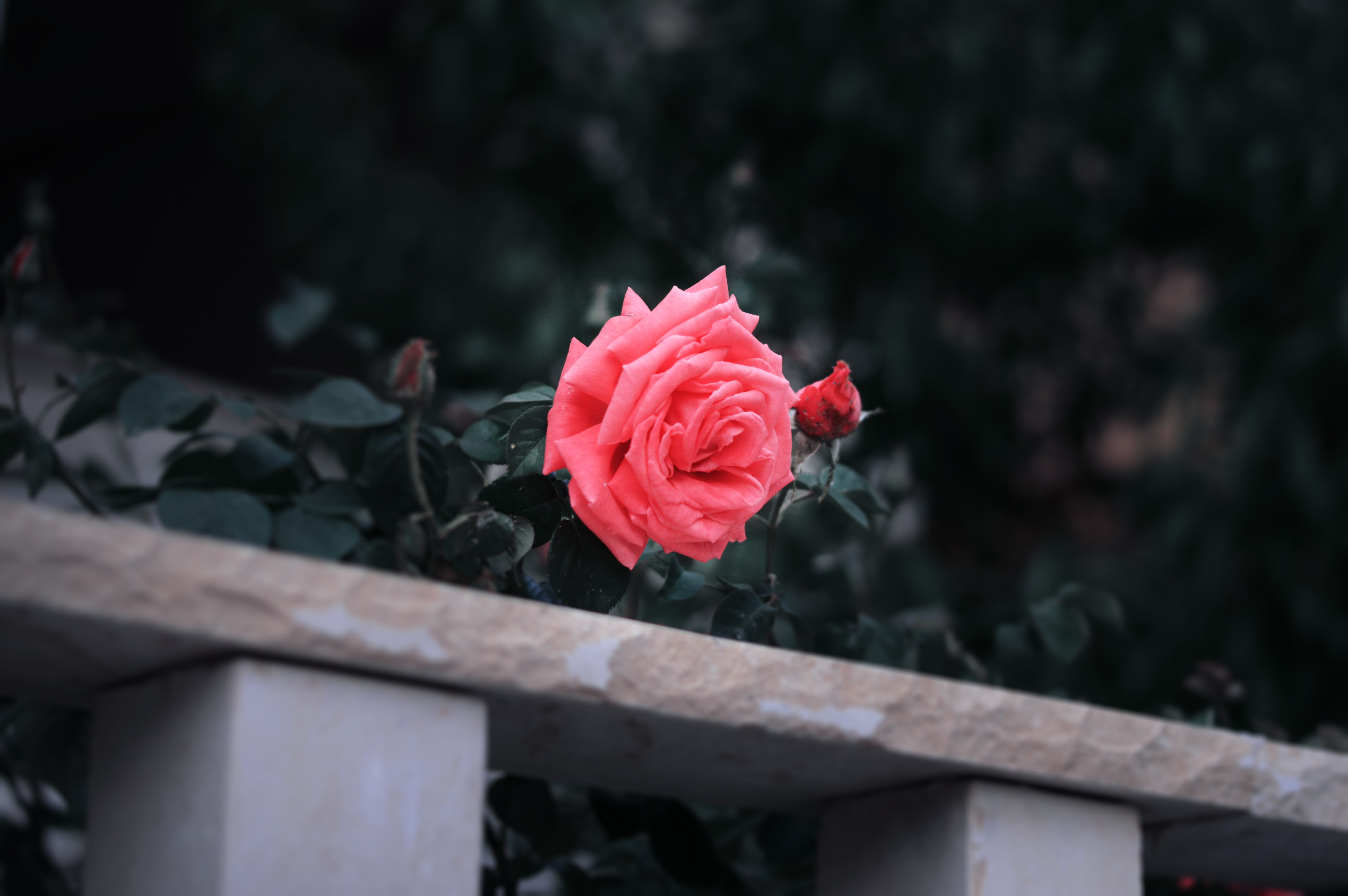 jungle, freshness, spring, no people, magic, inflorescence, flower, hipster, aesthetic, outdoors, nature, beauty in nature, close-up, pink color, plant, HD Wallpaper