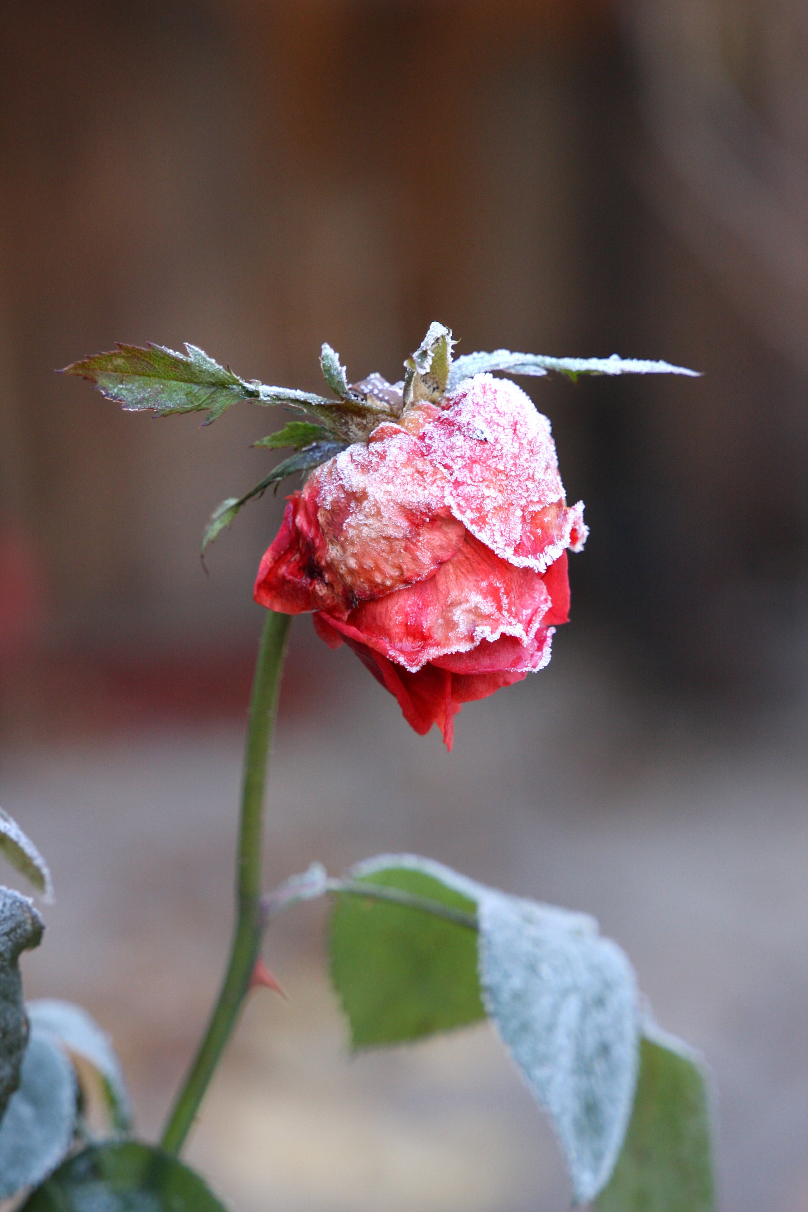 rose - flower, flowering plant, eiskristalle, winter magic, flower, flower head, cold, ze, no people, outdoors, hoarfrost, freshness, growth, sepal, frost, Phone HD Wallpaper