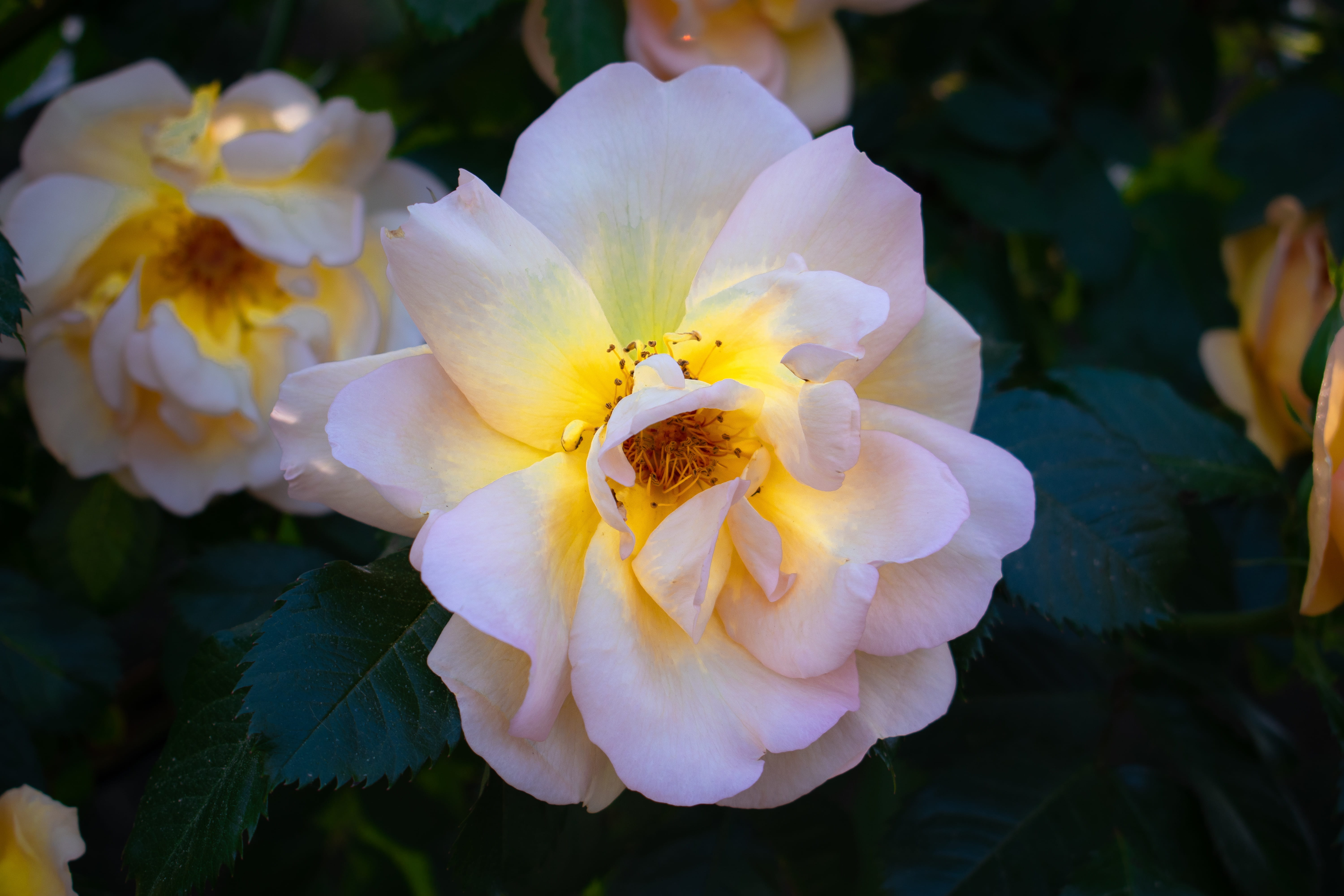 madrid, light, blossom, nature, spain, freshness, pollen, flower, plant, retiro, white rose, blooming, explore, park, fragility, petal, close-up, day, focus on foreground, HD Wallpaper