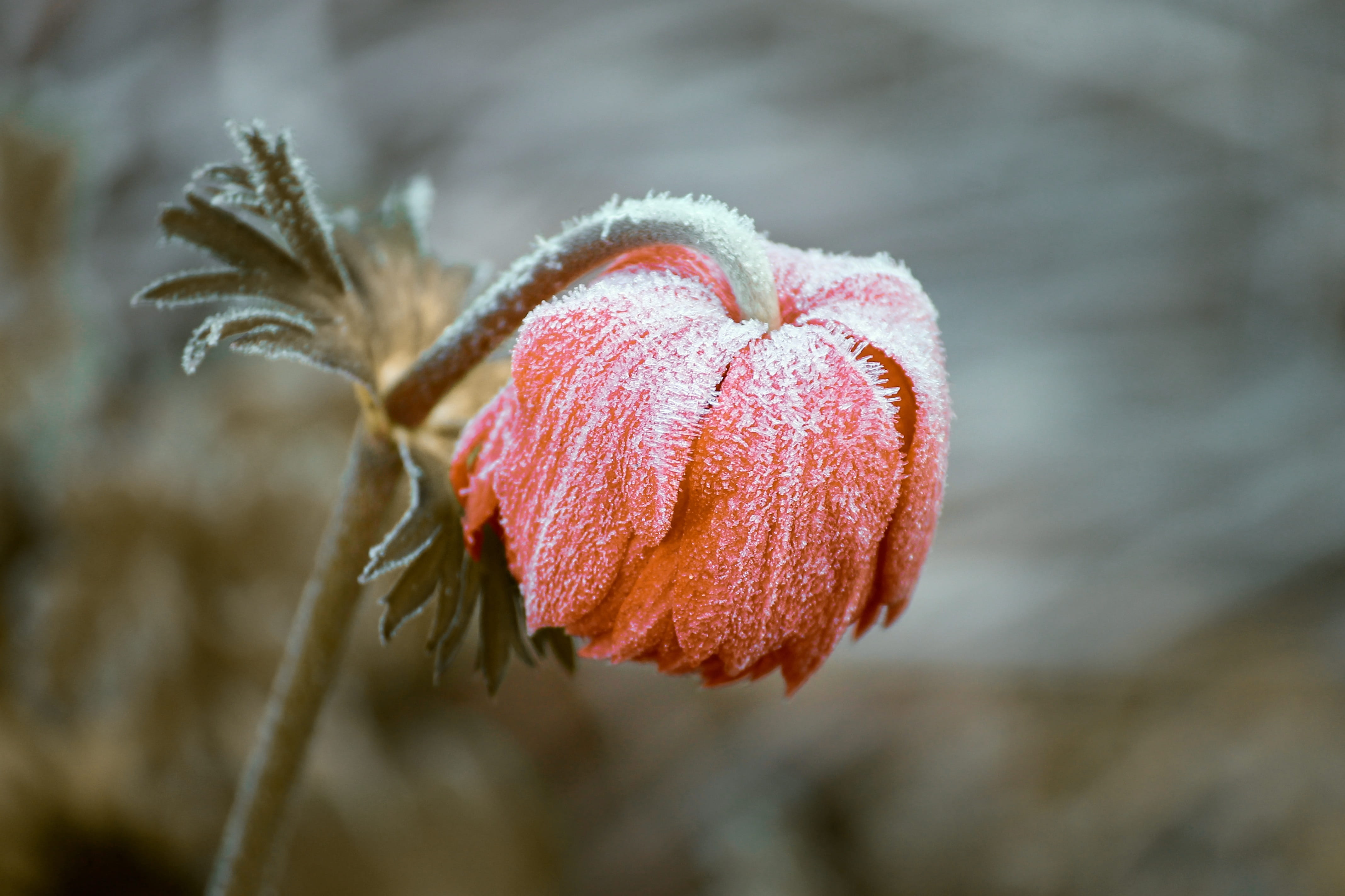 snow, close up, nature, rose, bloom, red, head, blossom, winter, ice, night of frost, beauty in nature, hoarfrost, no people, focus on foreground, frosty, HD Wallpaper
