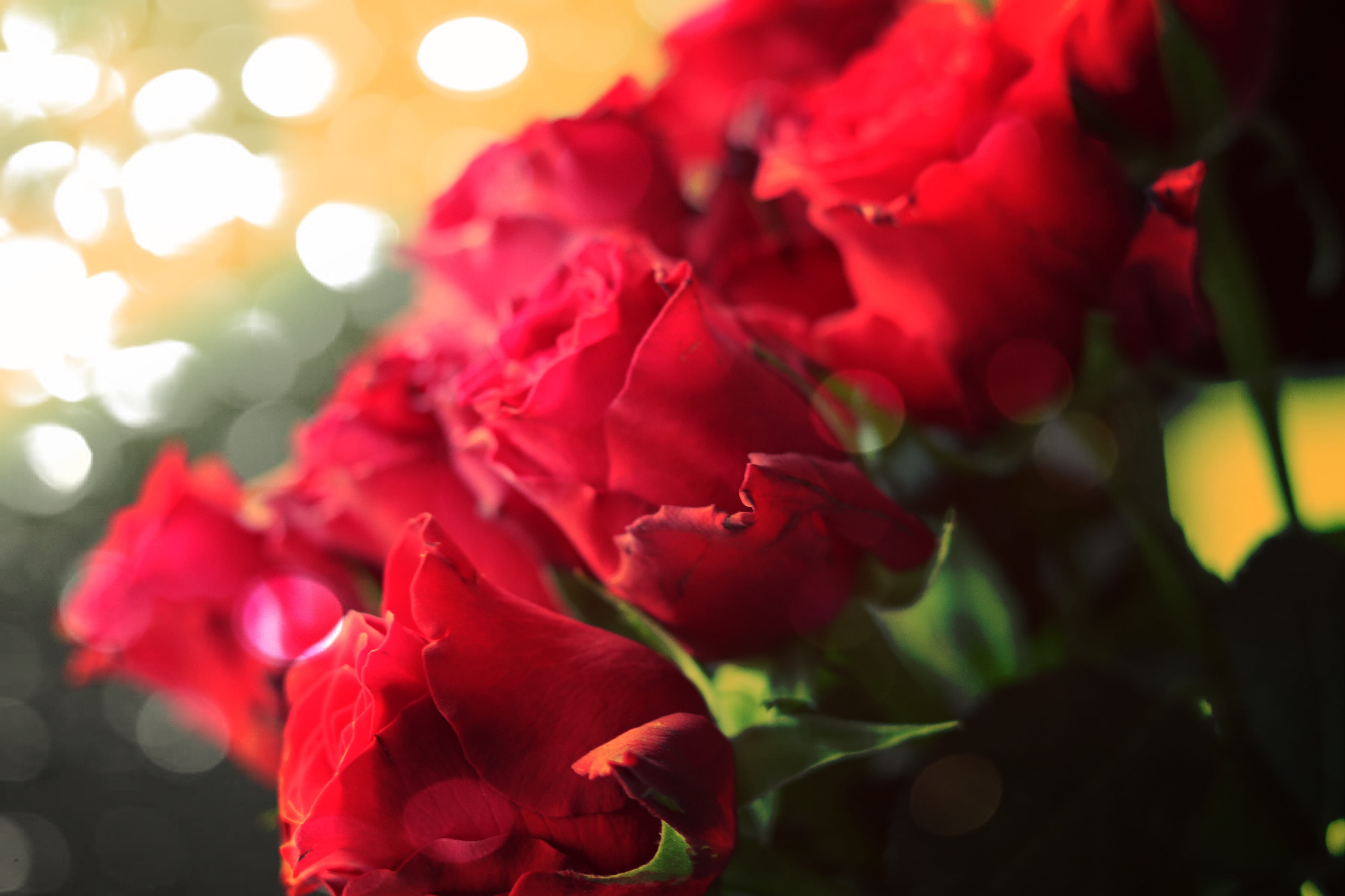 close-up, flower head, flower arrangement, nature, beauty in nature, day, freshness, outdoors, red, plant, roses, bouquet, no people, flowers, birthday, HD Wallpaper