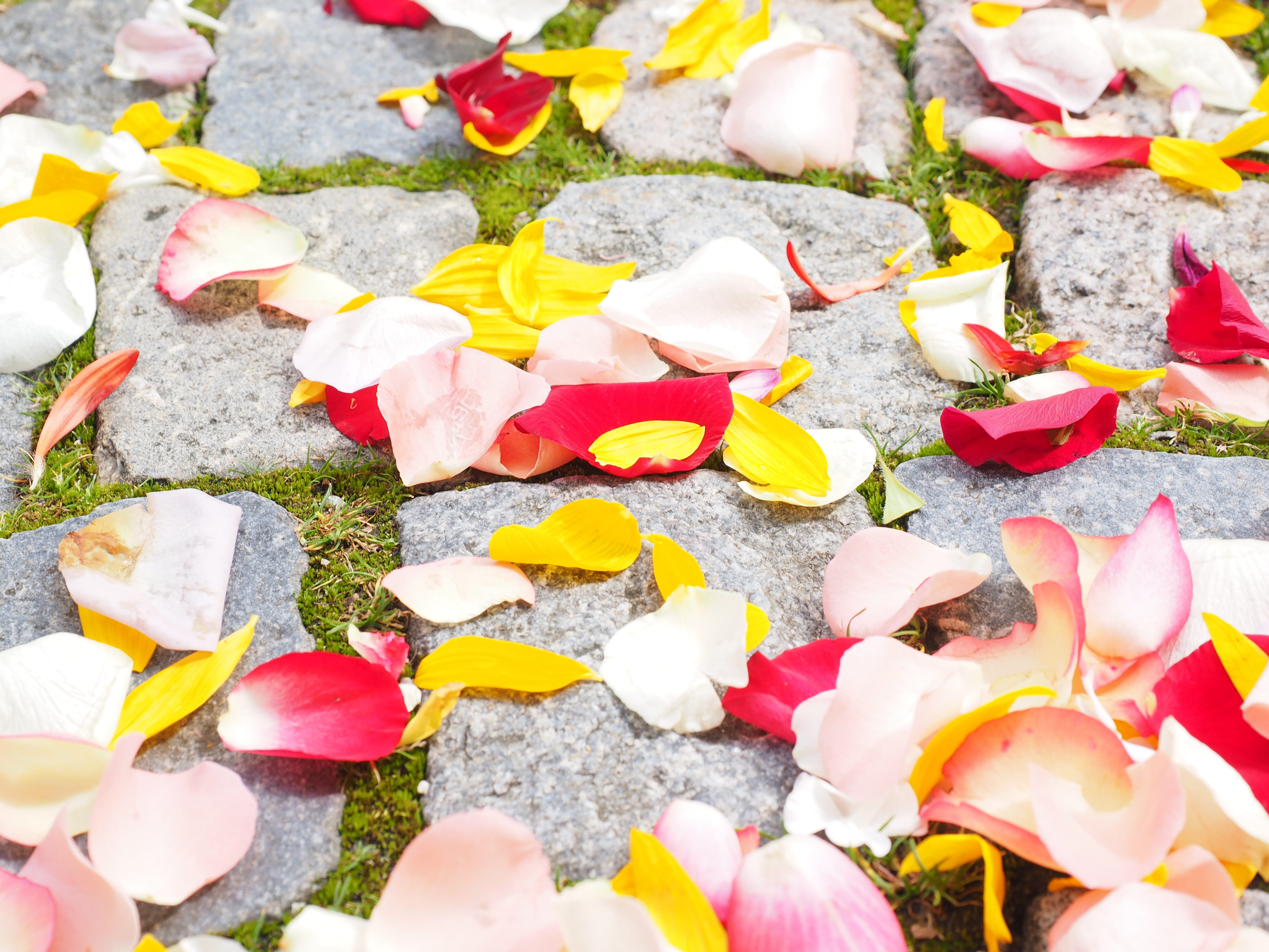 flowering plant, wedding, leaves, red, plant part, scatter roses, day, 4K, fragility, large group of objects, abundance, petals, scattered, beauty in nature, HD Wallpaper