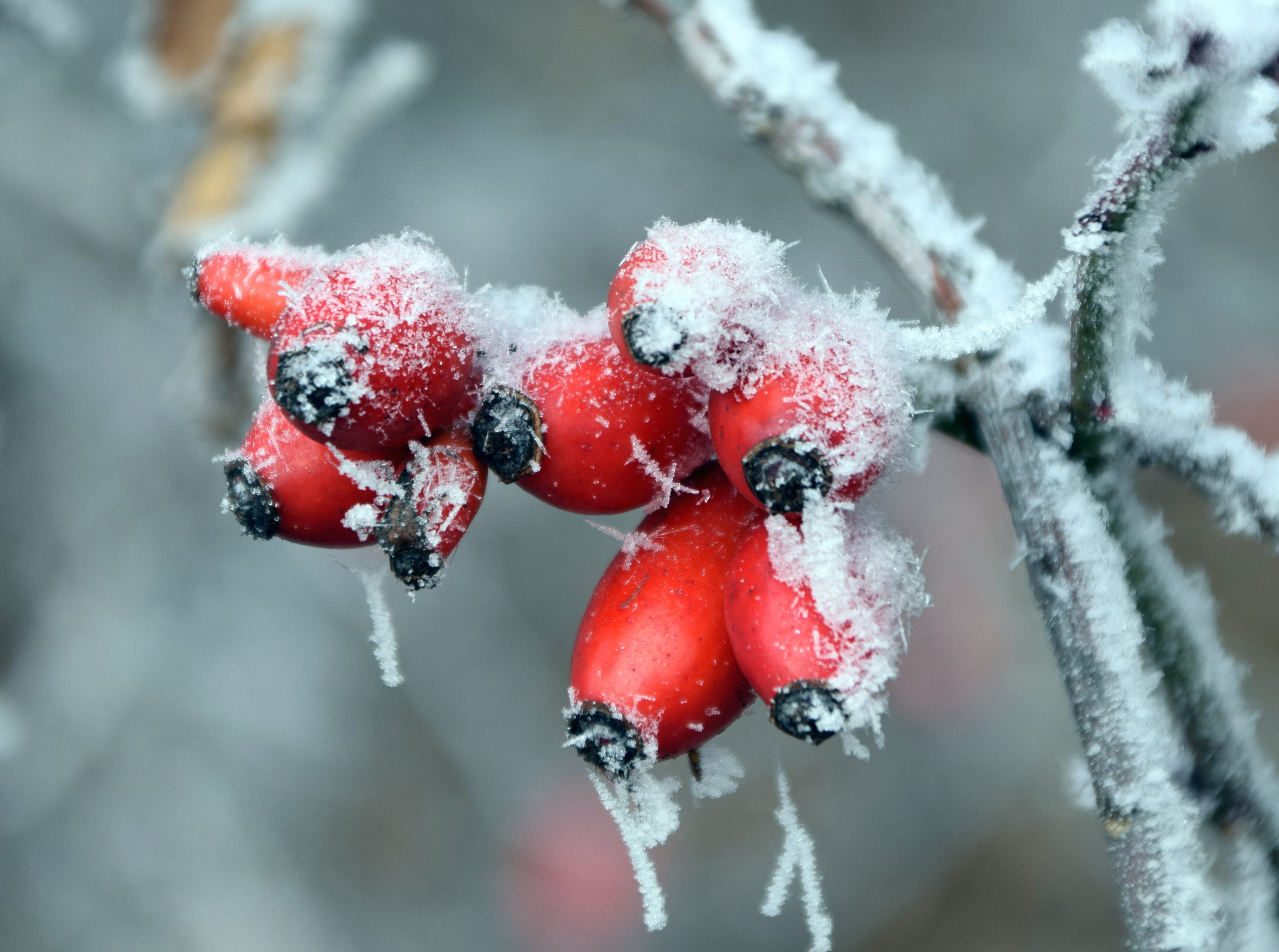 beauty in nature, snowing, rowanberry, icicle, weather, plant, hoarfrost, wintry, focus on foreground, Winter, blizzard, extreme weather, eiskristalle, HD Wallpaper