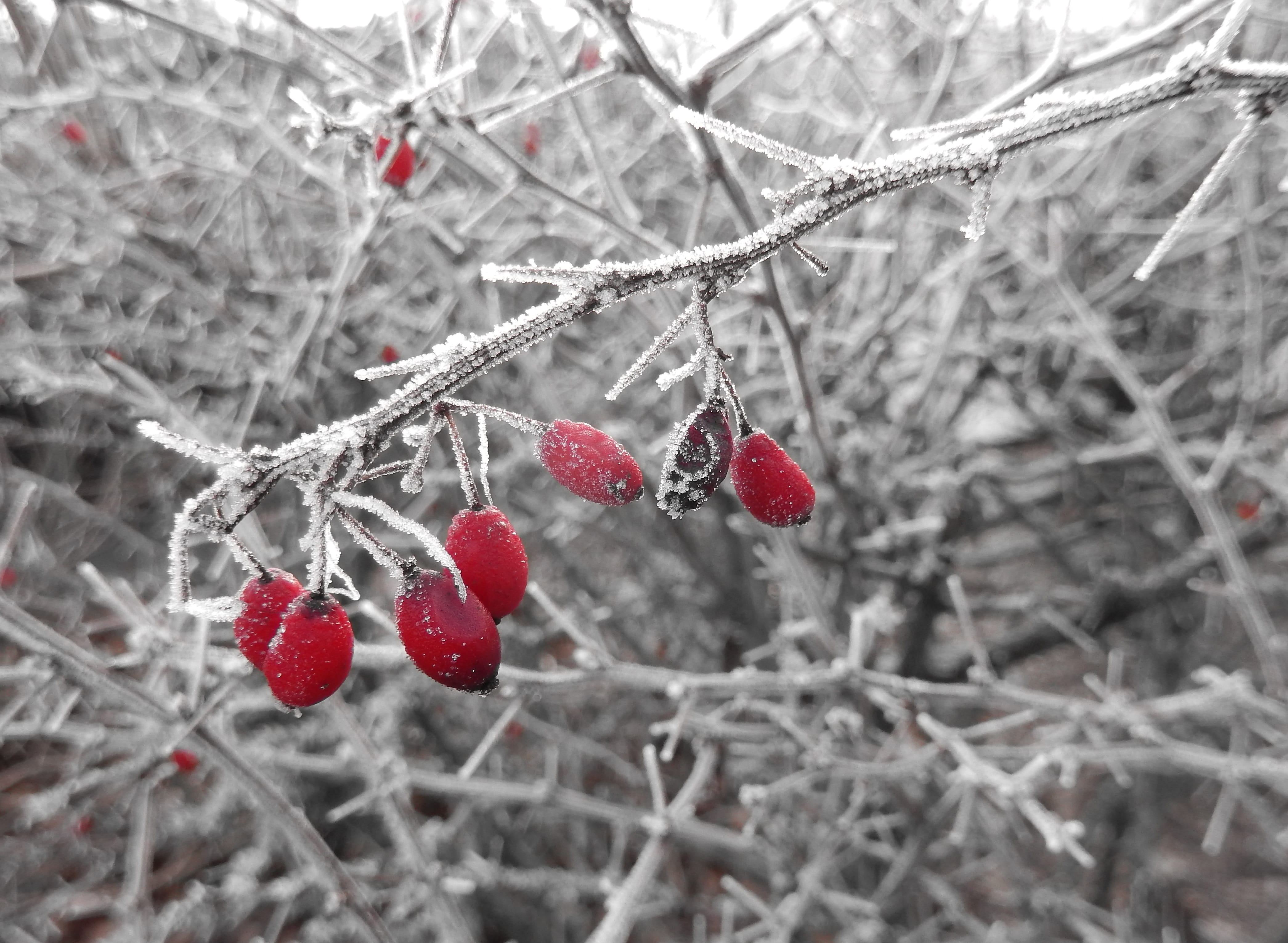 ice, wintry, day, fruit, cold, winter magic, tree, outdoors, healthy eating, no people, frost, ripe, iced, food and drink, focus on foreground, icy, eiskristalle, HD Wallpaper