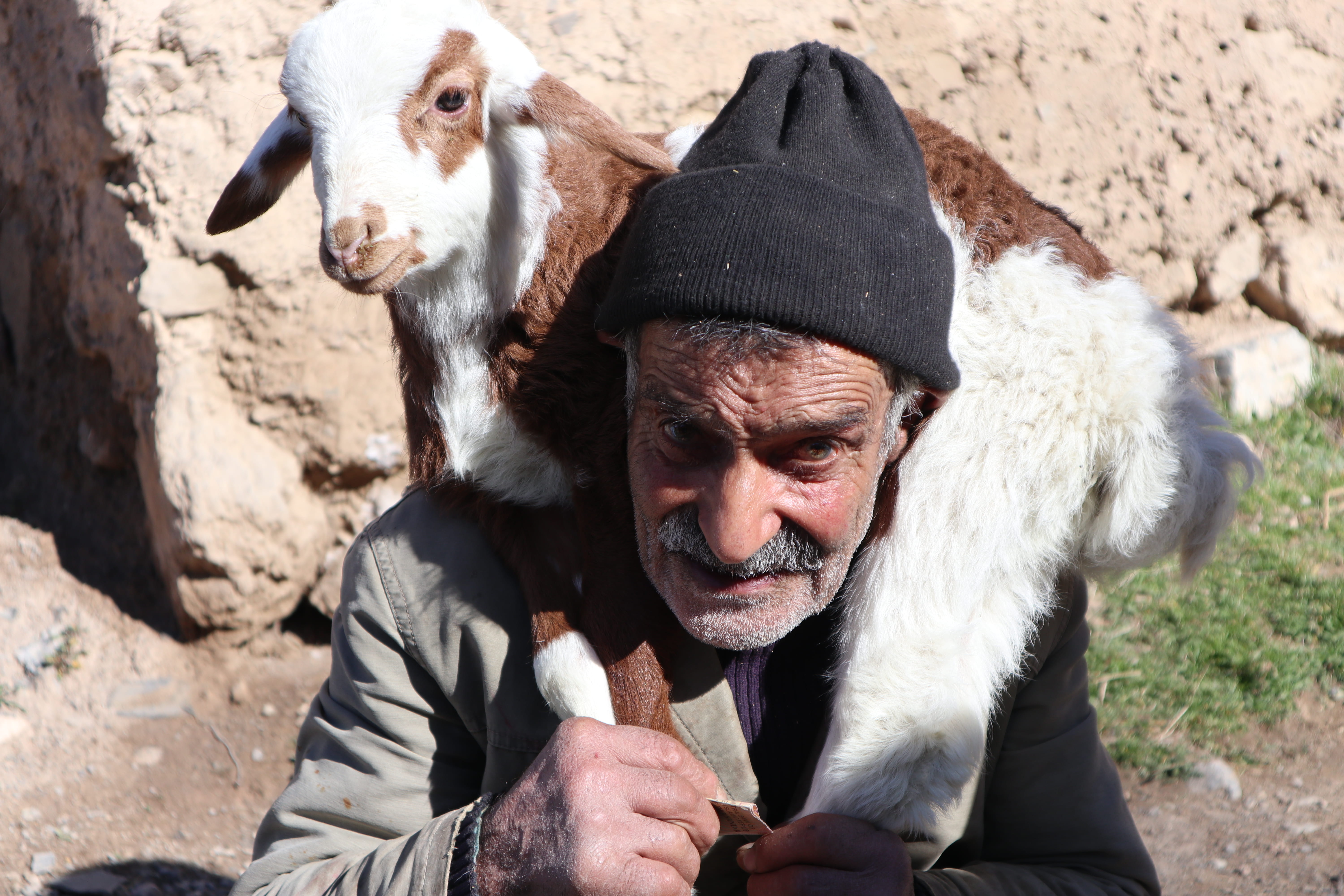 wool, livestock, males, person, face, figurine, adult, mature men, mammal, hat, mustache, mountain goat, bonnet, goat, lifestyles, 5K, one person, senior citizen, HD Wallpaper