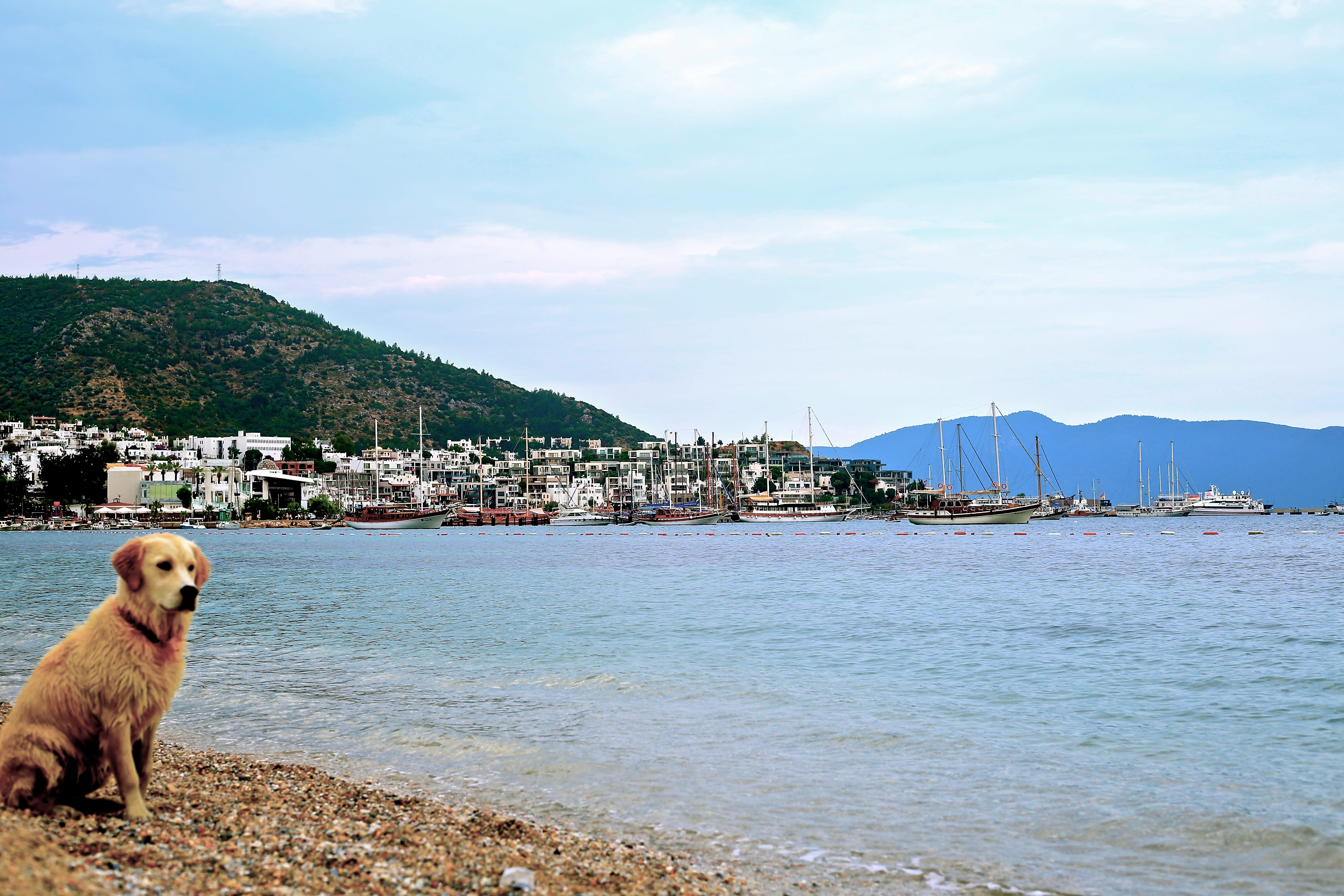 built structure, mammal, building exterior, no people, boat, seascape, animal, harbor, animal themes, nature, vertebrate, day, turkey, domestic, beach town, HD Wallpaper