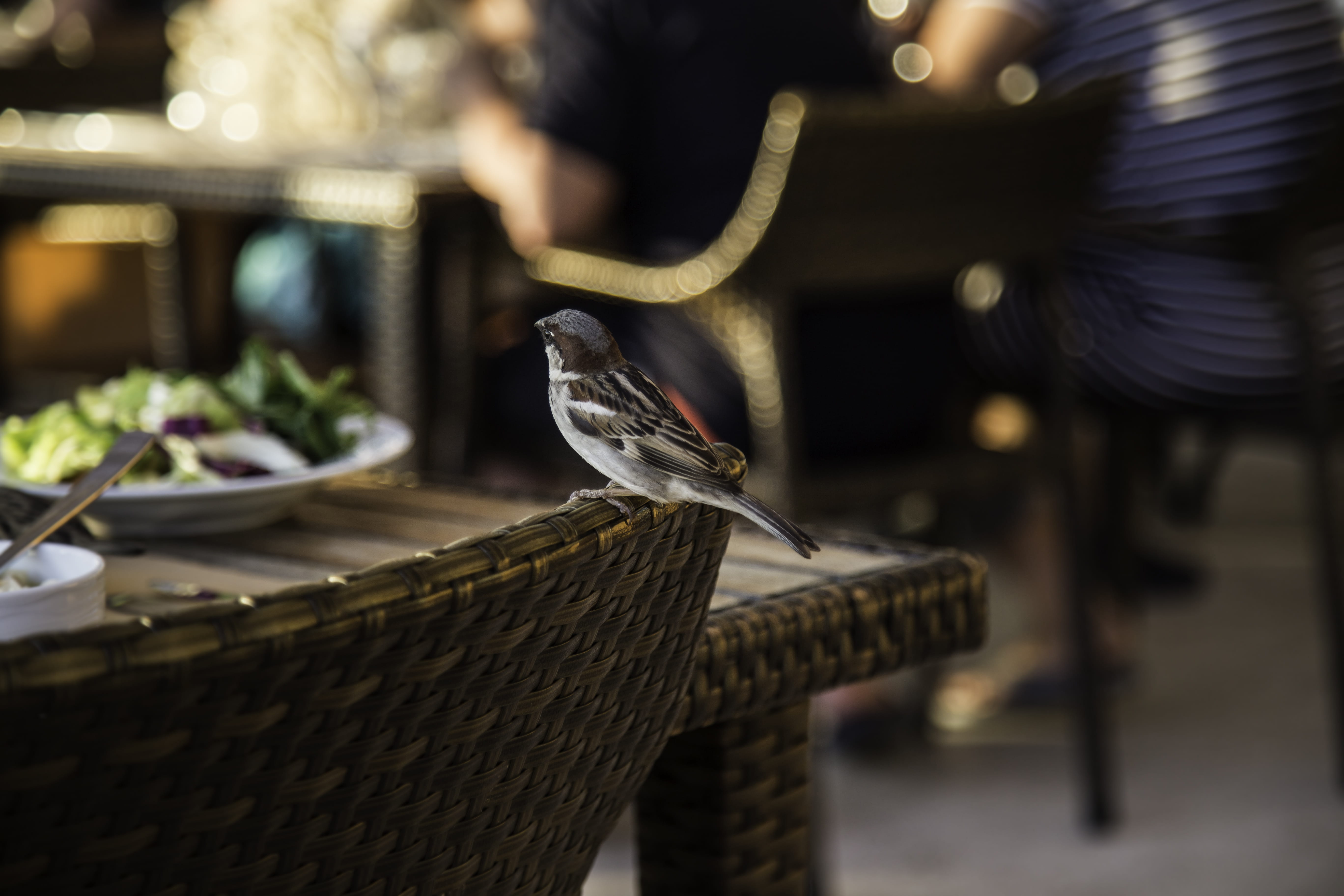 no people, spread wings, bodrum, close-up, animal, focus on foreground, photography, food, animal wildlife, photoshoot, animals in the wild, bird, container, HD Wallpaper