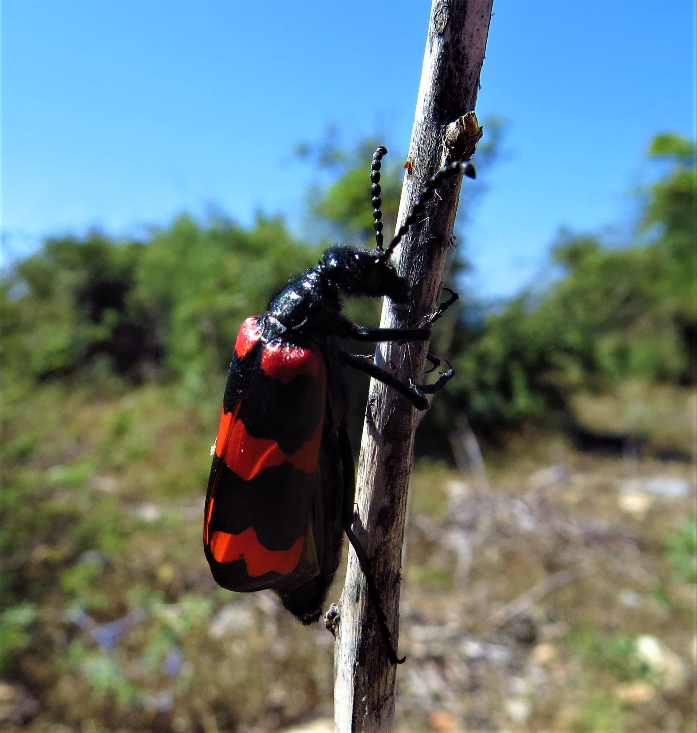 red, animals in the wild, plant, striped, 1080P, sky, beetle, no people, invertebrate, focus on foreground, animal themes, the antennæ, trunk, day, insect, Phone HD Wallpaper