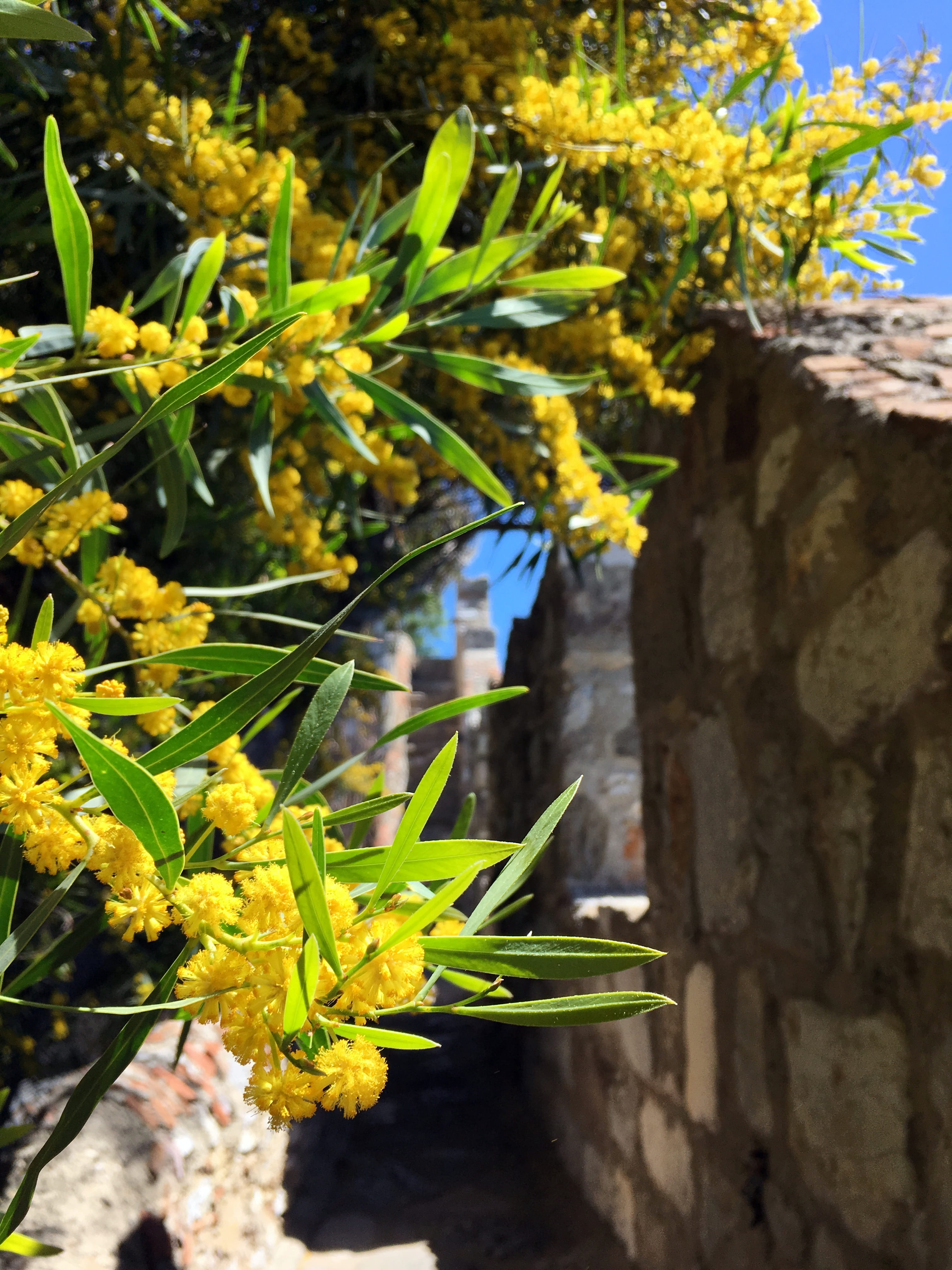 4K, freshness, aegean, growth, türkiye, yellow, leaf, outdoors, blue, focus on foreground, close-up, bodrum, plant, flower, fragility, sunlight, plant part, Phone HD Wallpaper