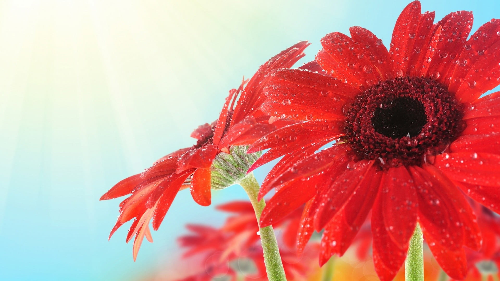 plants, flower, wet, 1080P, focus on foreground, drop, nature, petal, dew, close-up, red flowers, red, fragility, growth, vulnerability, freshness, petaled, HD Wallpaper