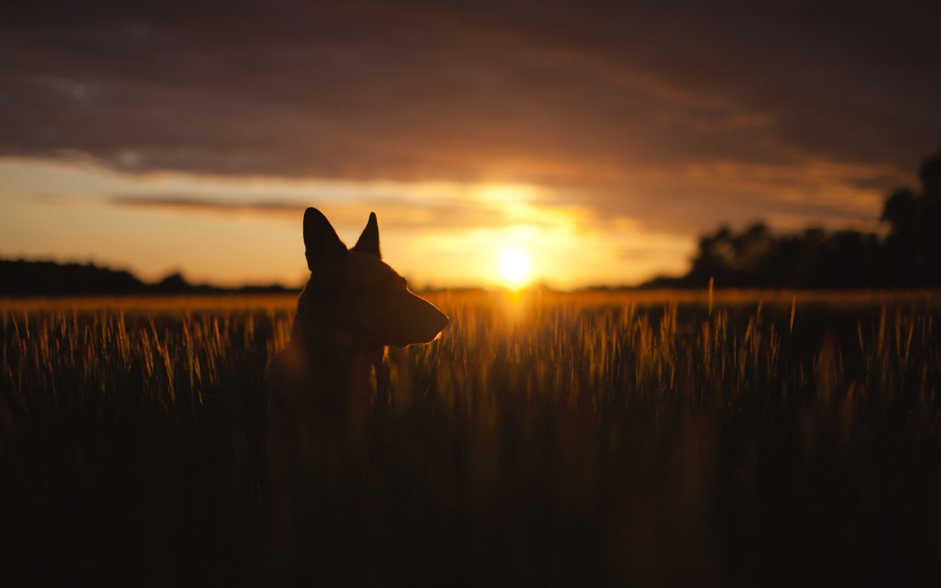 beauty in nature, animals, plants, 1080P, brown, dog, scenics - nature, sun, tranquil scene, coated, short, land, orange color, wheat, sunset, one animal, HD Wallpaper