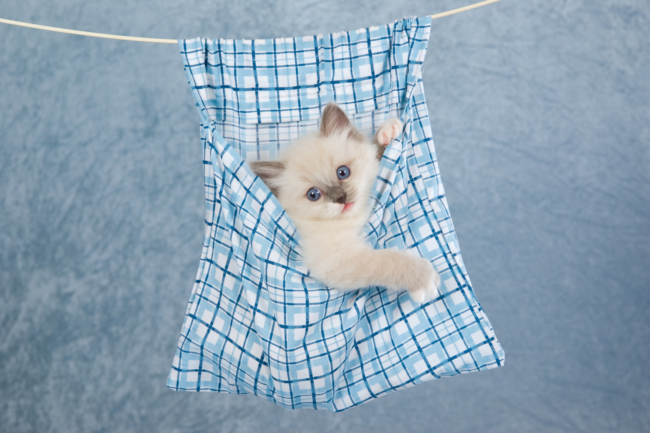 one animal, pets, baby animals, checked pattern, domestic animals, mammal, kitten, domestic cat, domestic, portrait, young animal, cute, small, blue, high angle view, HD Wallpaper