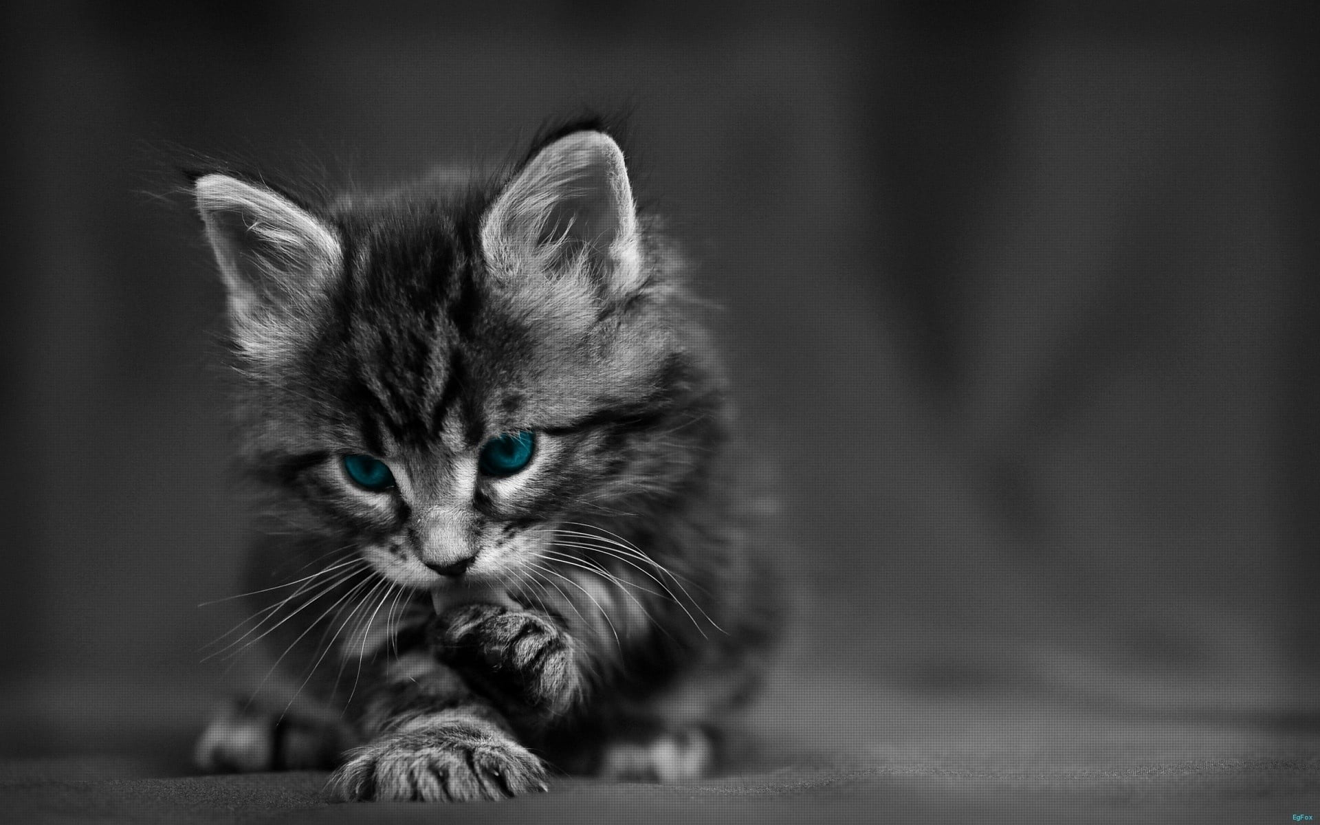 gray, 1080P, feline, lying Down, looking, black Color, cute, baby, domestic, people, one Animal, focus on foreground, kitten, mammal, close-up, animal Head, HD Wallpaper