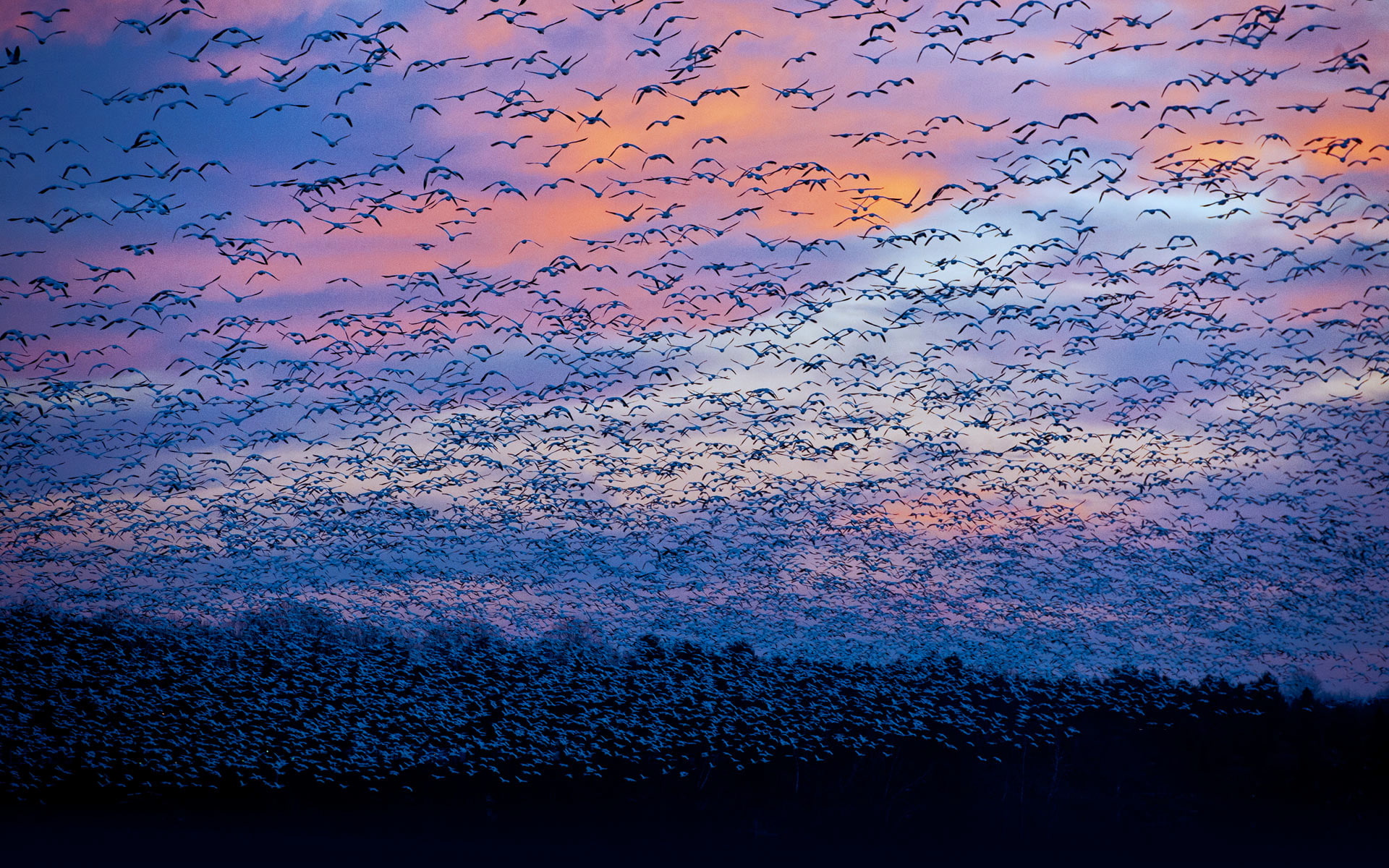 1080P, geese, QC, birds, migration, clouds, river Saint-françois, the sky, Canada, HD Wallpaper