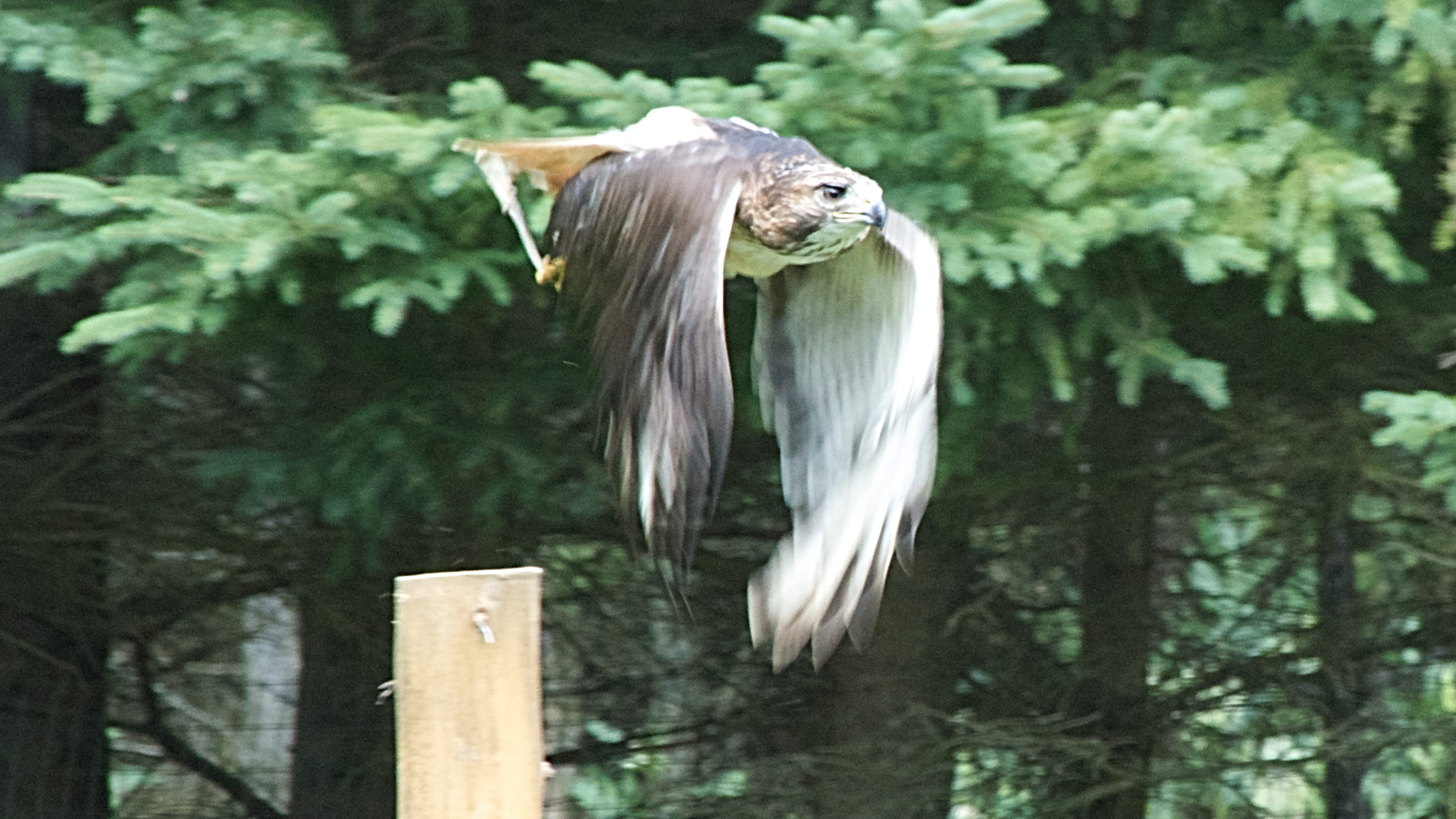 bird of prey, outdoors, day, forest, wooden post, animal wildlife, plant, spread wings, vertebrate, tree, flying, no people, mid-air, montebello, animals in the wild, HD Wallpaper