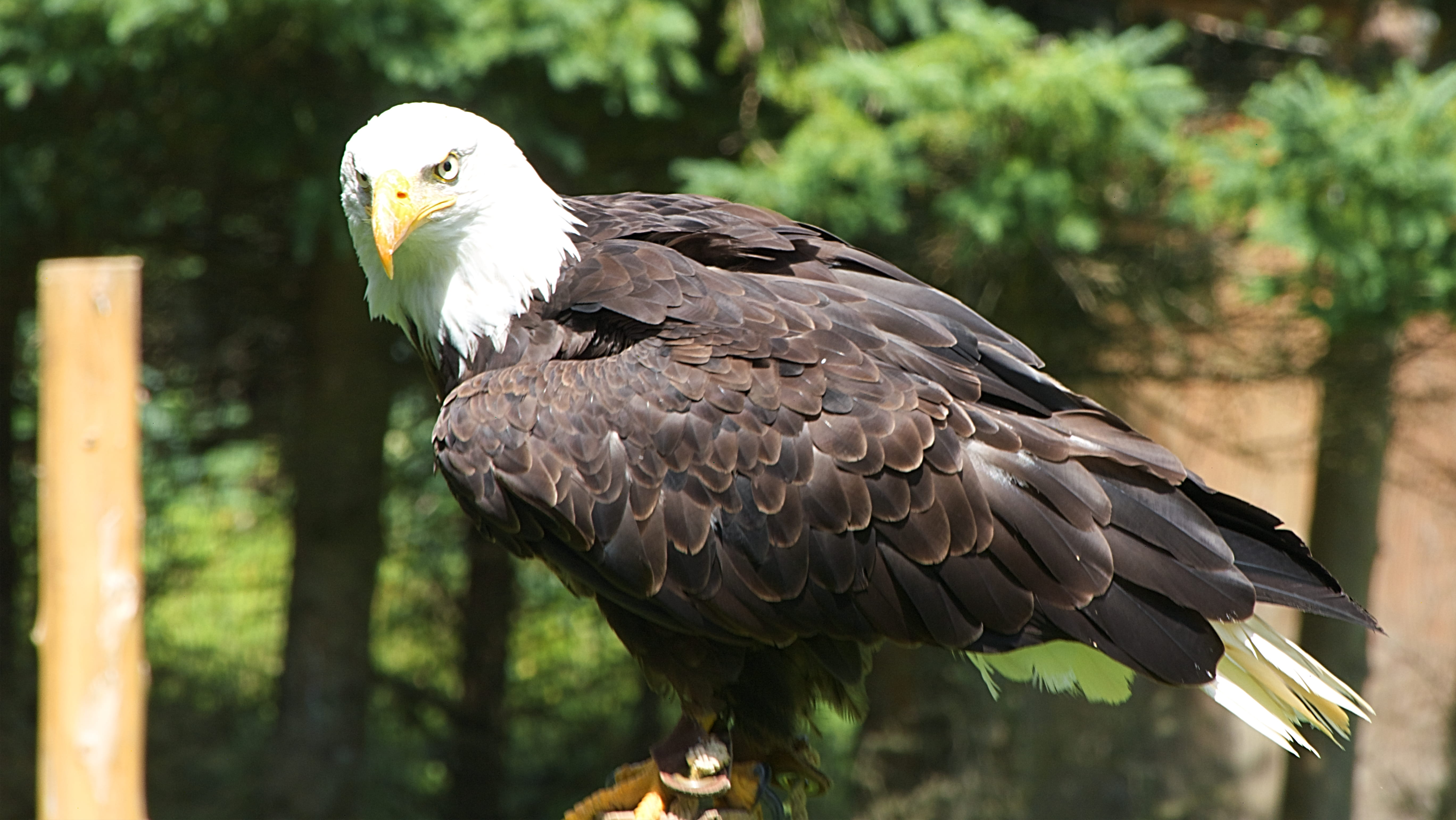 day, bird of prey, no people, focus on foreground, montebello, animal, one animal, animals in the wild, animal head, tree, animal wildlife, outdoors, bald eagle, HD Wallpaper