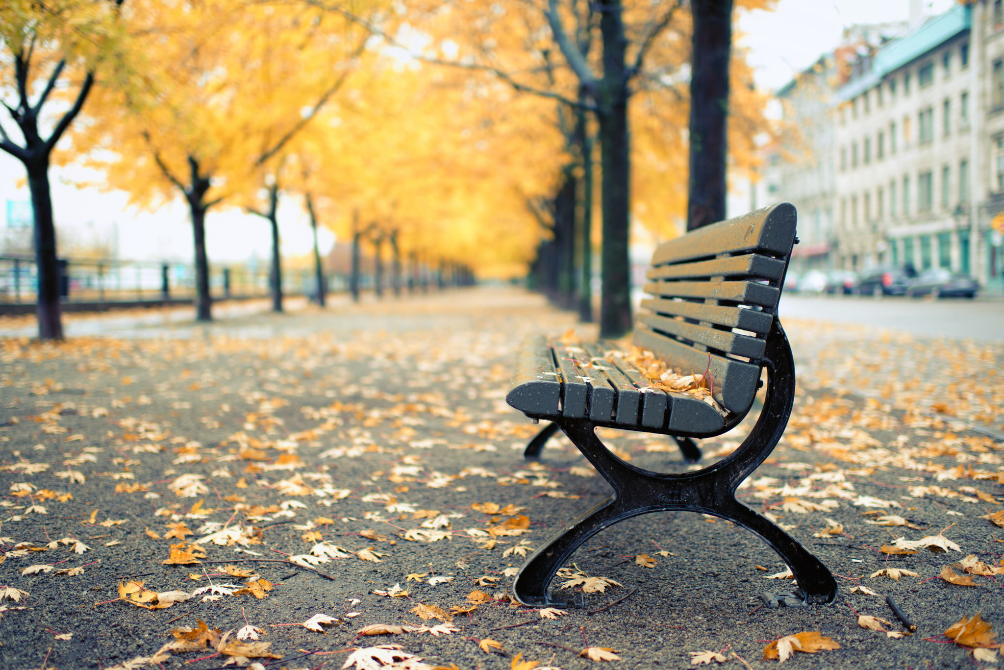 trees, 1080P, yellow, leaf, focus on foreground, empty, no people, outdoors, city, tree, QC, Park, Montreal, nature, wooden, change, footpath, leaves, HD Wallpaper