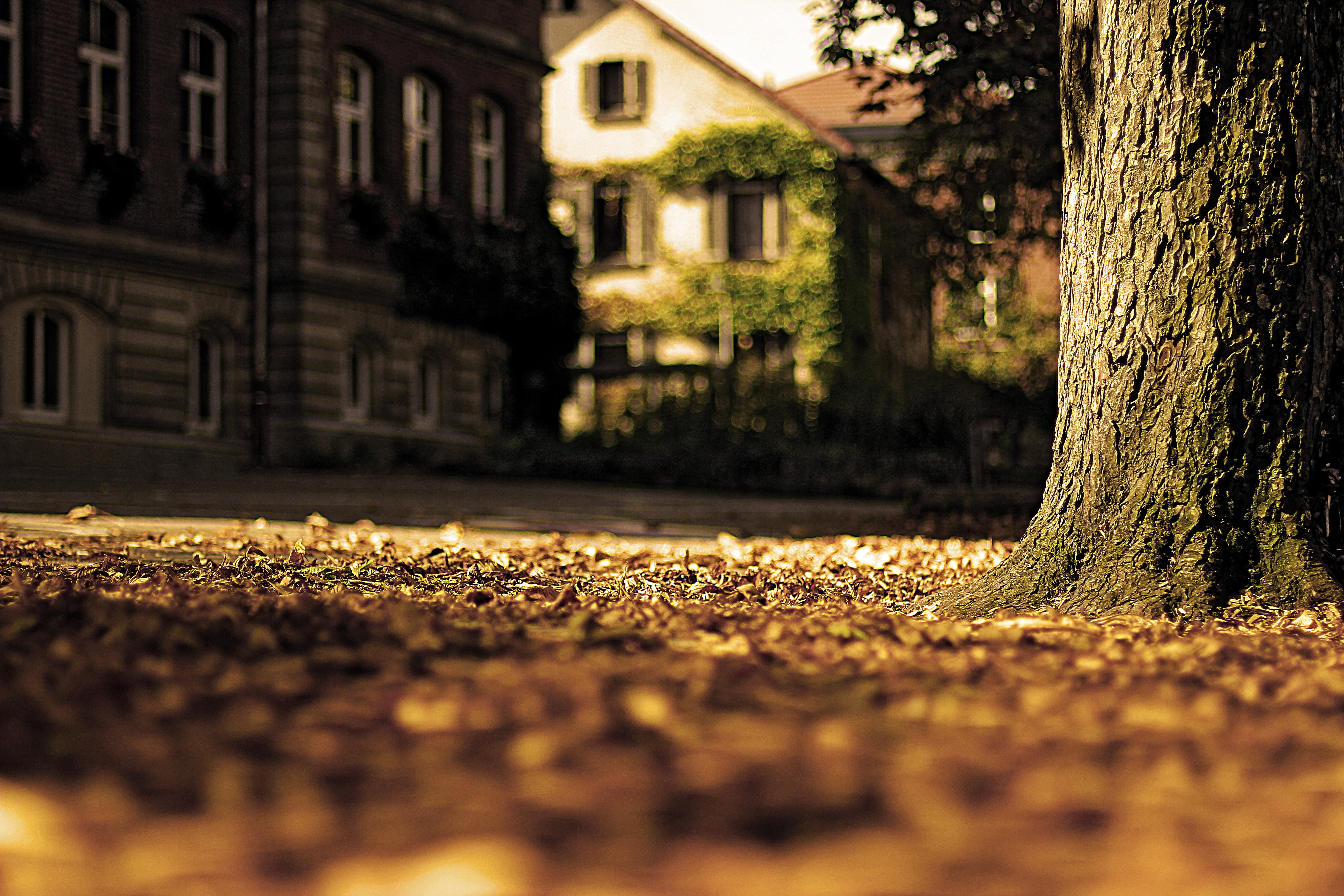 Schule, tree, Blätter, macro, Stamm, Rems  Murr, Schorndorf, near, street, Schoolyard, Autumn, Blatt, Schulhof, School, architecture, 5K, Canon  Eos  550d, HD Wallpaper