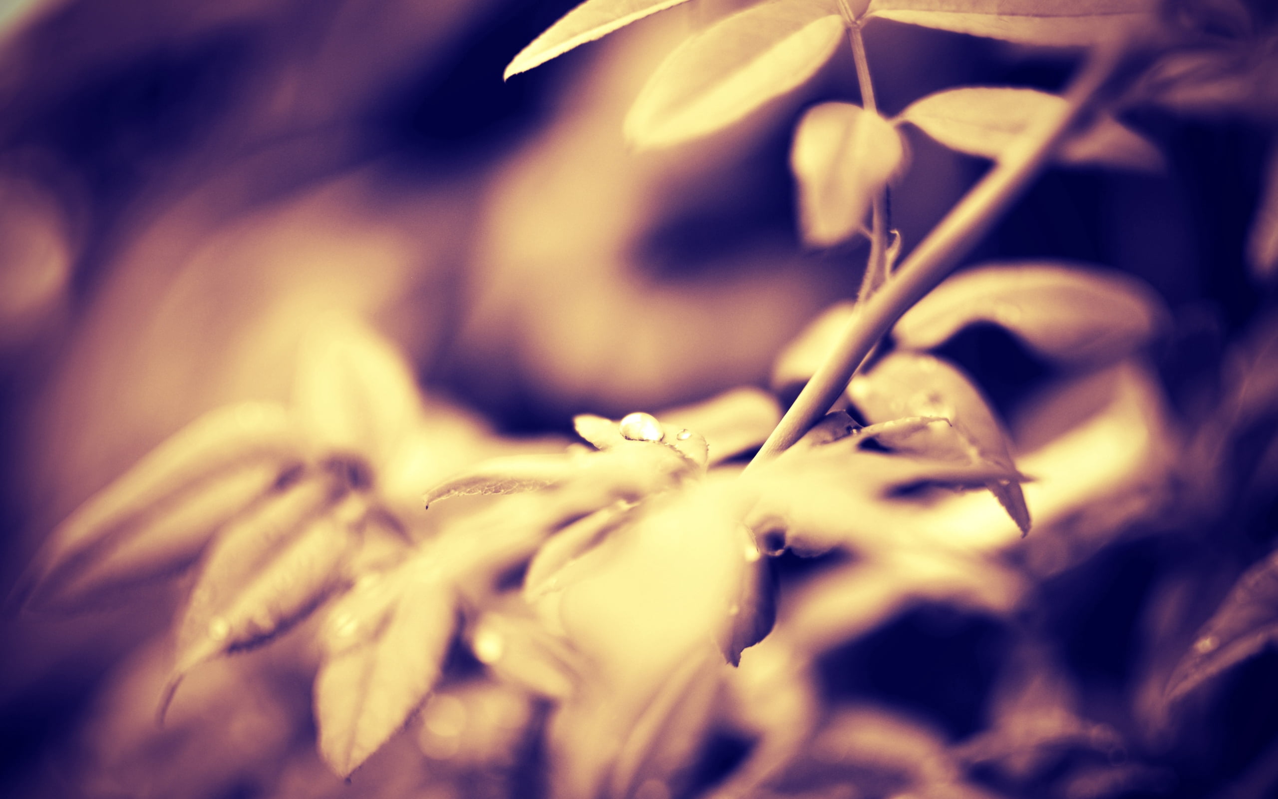 2K, black And White, growth, petal, flowering plant, defocused, season, light, springtime, fragility, leaf, outdoors, sunlight, grass, macro, HD Wallpaper