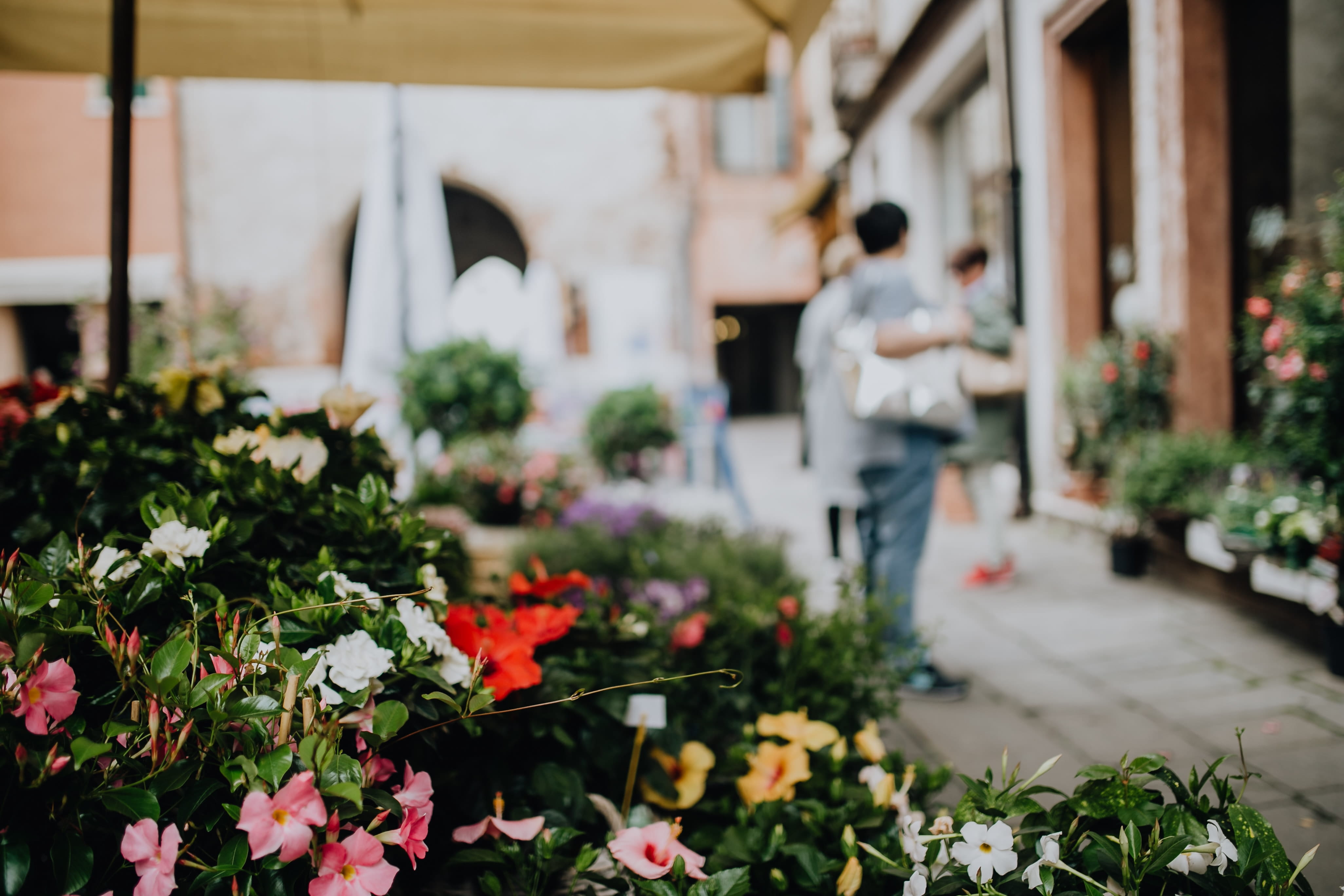 architecture, flower shop, freshness, beauty in nature, flowers, one person, leisure activity, 4K, blossom, potted plant, blooming, men, gardening, outdoors, HD Wallpaper