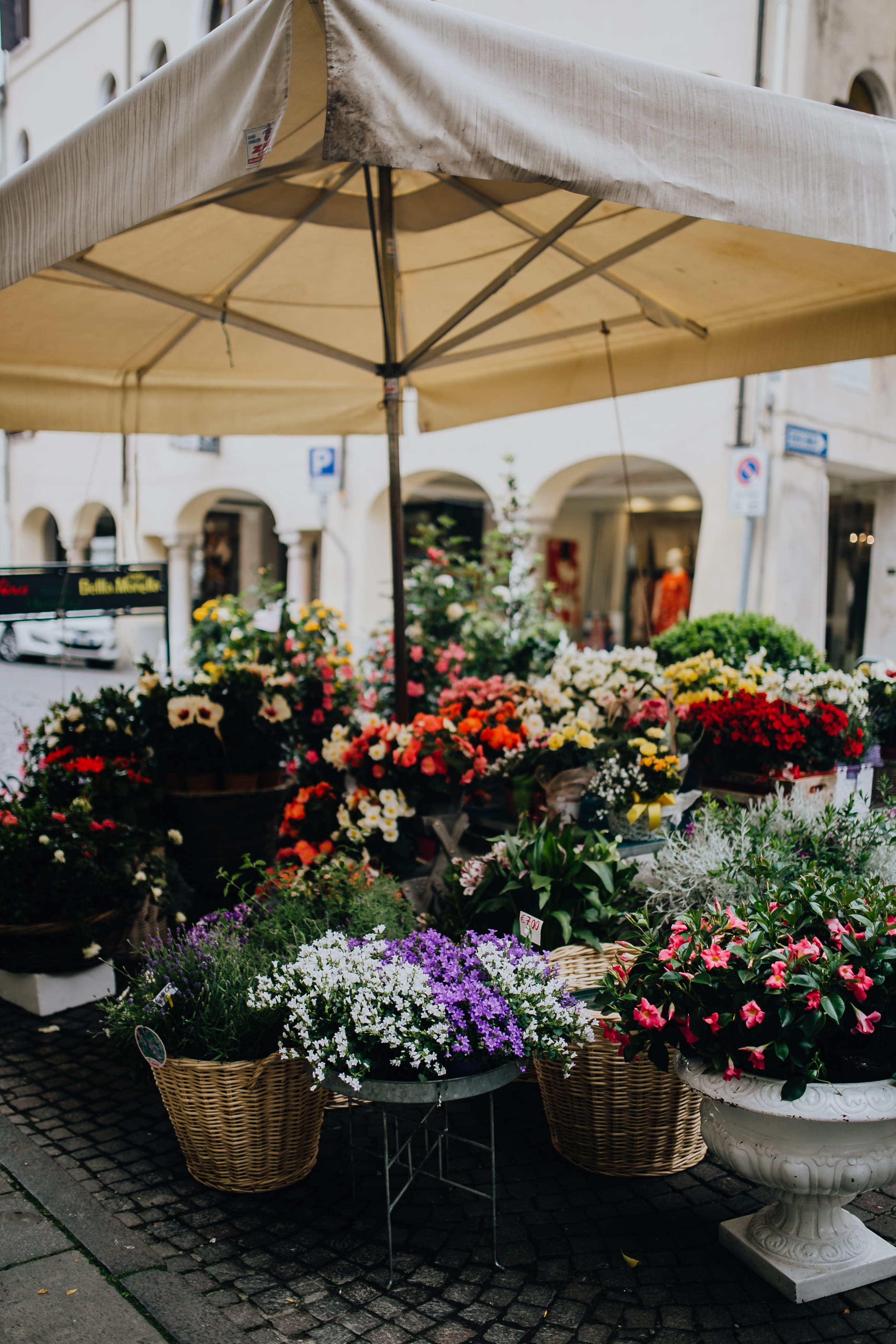 retail display, variation, blooming, growth, shop, flowering plant, beauty in nature, flower head, freshness, fragility, potted plant, flowers, blossom, Phone HD Wallpaper