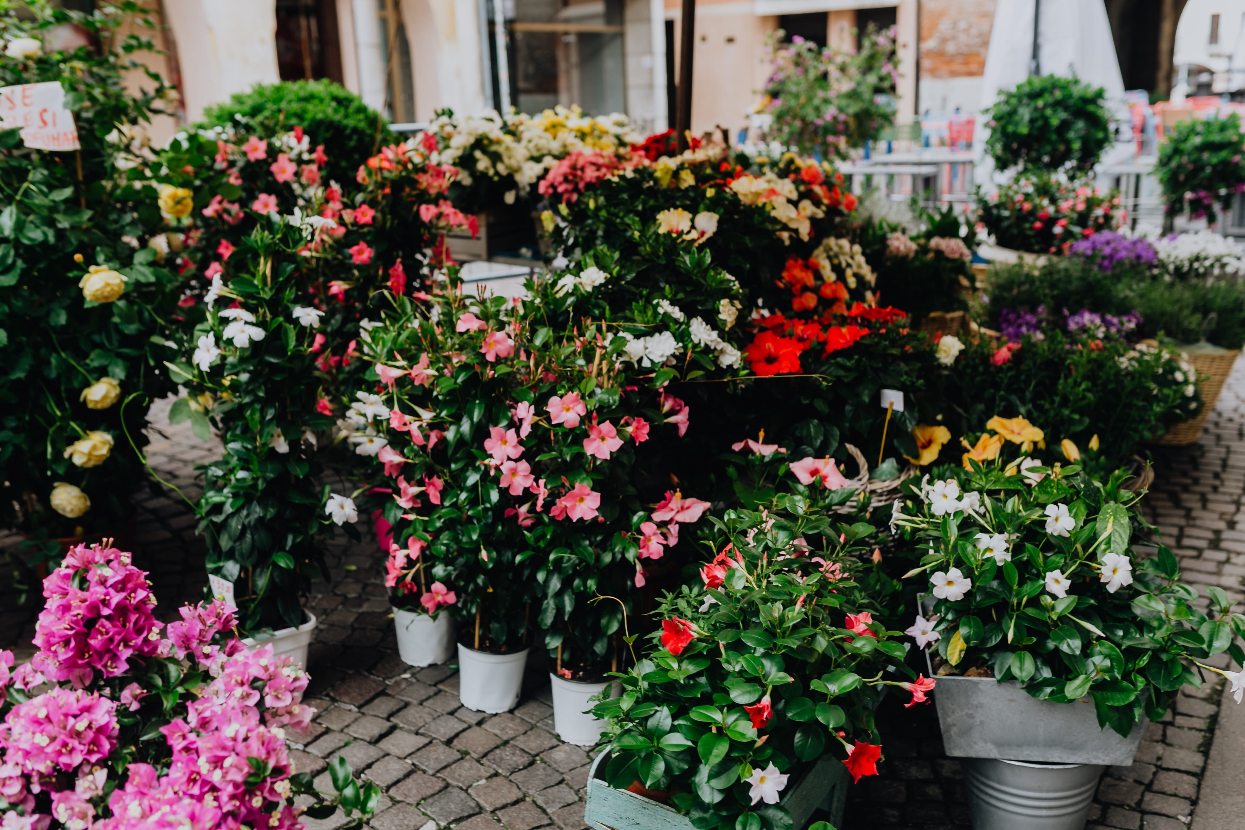 nature, blooming, gardening, sale, 4K, italian, castelfranco veneto, multi colored, blossom, flower, shop, day, freshness, castelfranco, for sale, flower market, HD Wallpaper