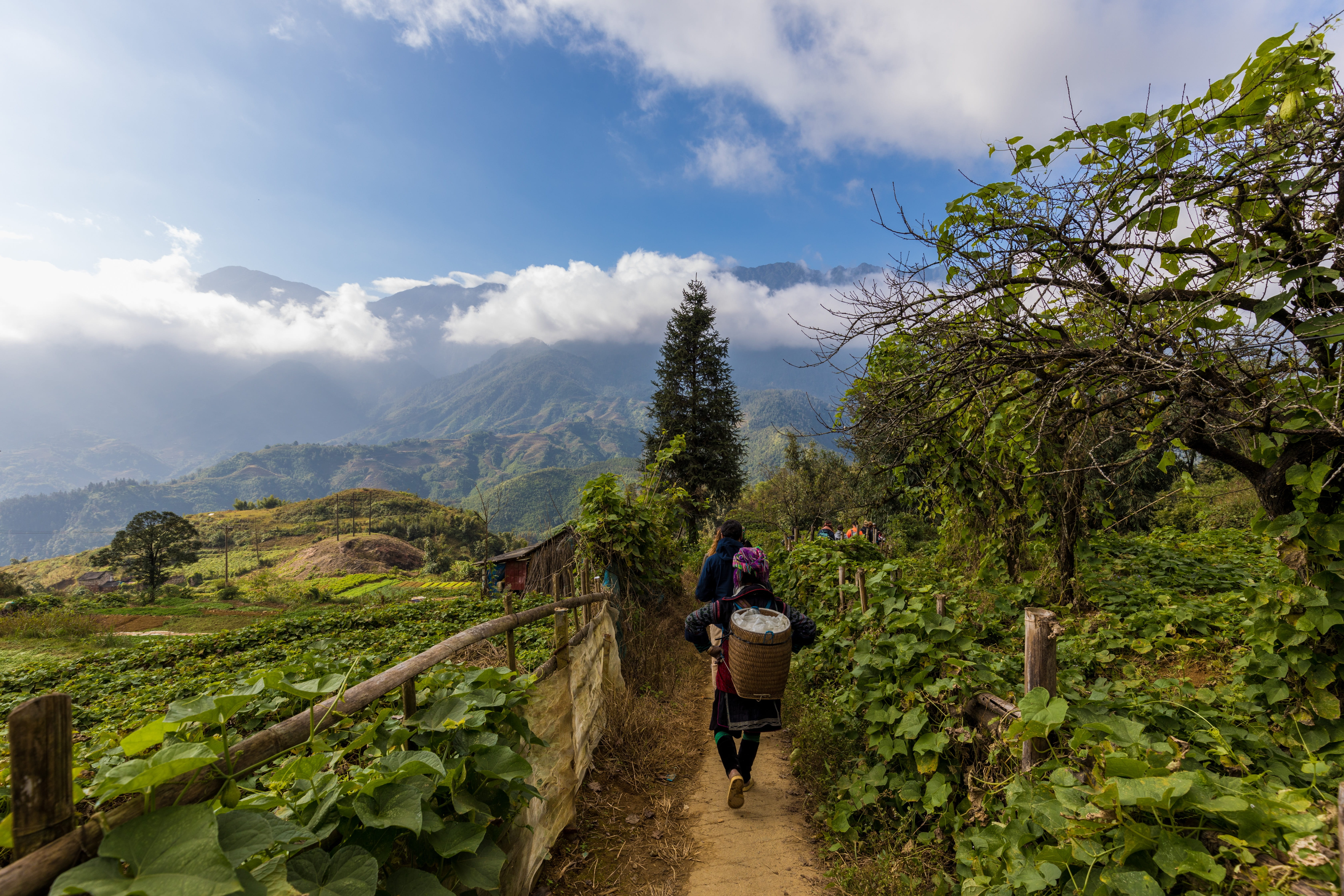 asia travel, sapa, plant, sky, rear view, tree, road, hiking, north vietnam, full length, sapatour, tourism, lifestyles, leisure activity, walking, market, HD Wallpaper