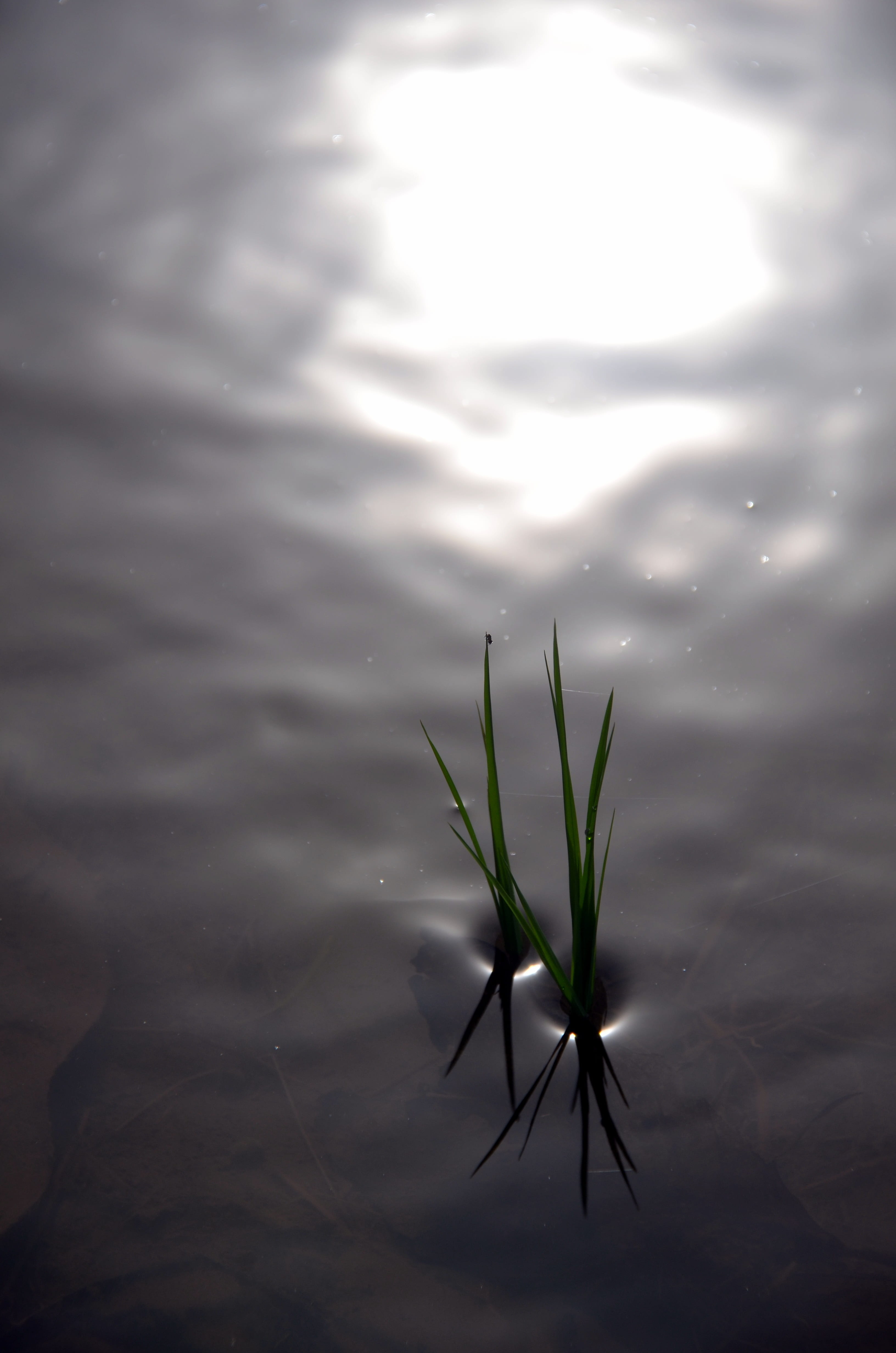 irrigation, rice, no people, reflection, lake, beauty in nature, water, growth, plant, day, reflections, green color, waterfront, close-up, high angle view, Phone HD Wallpaper