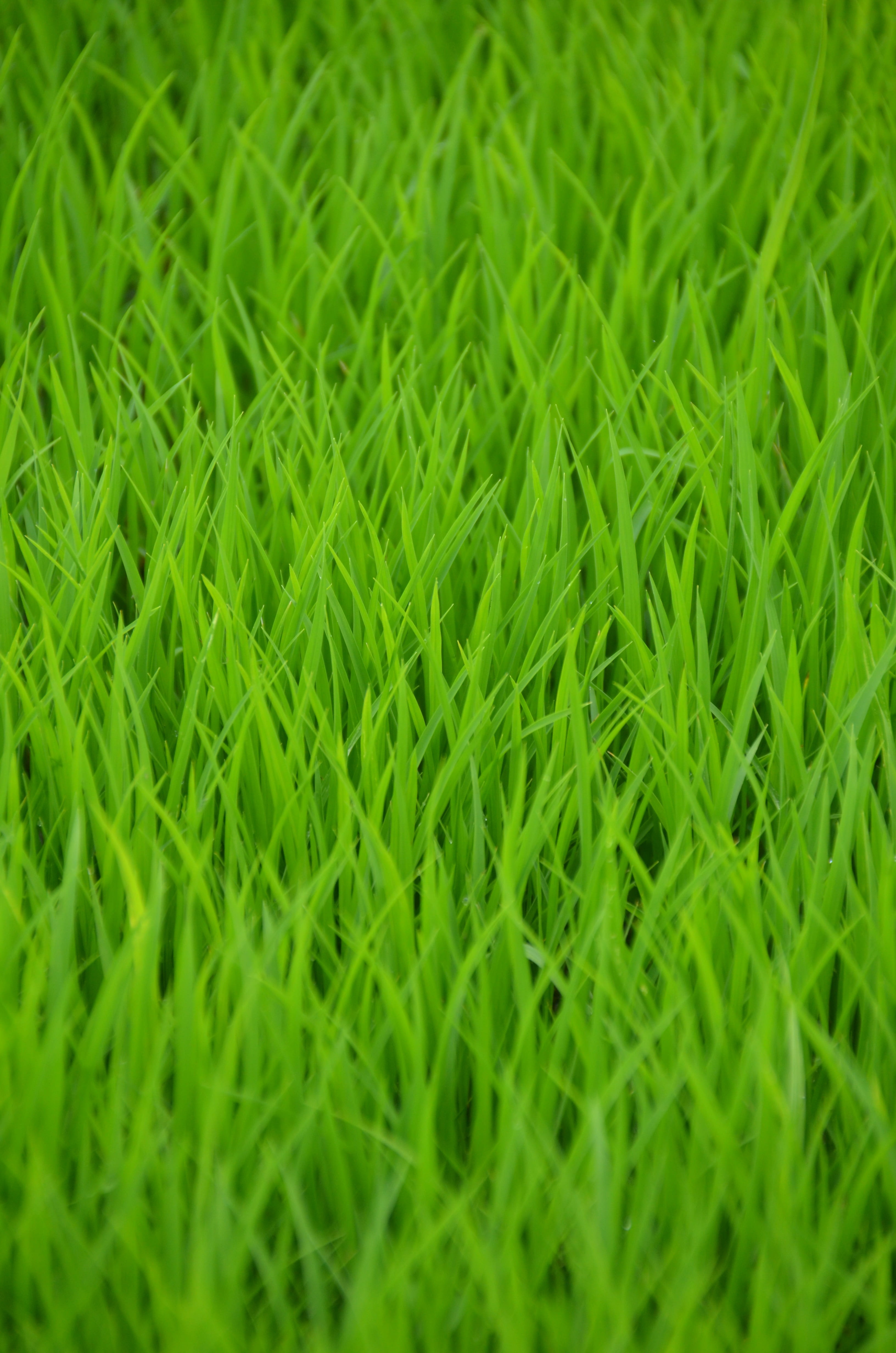 growth, 4K, high angle view, nature, tranquility, field, plant, transplanting rice, backgrounds, no people, full frame, peasantry, selective focus, outdoors, Phone HD Wallpaper
